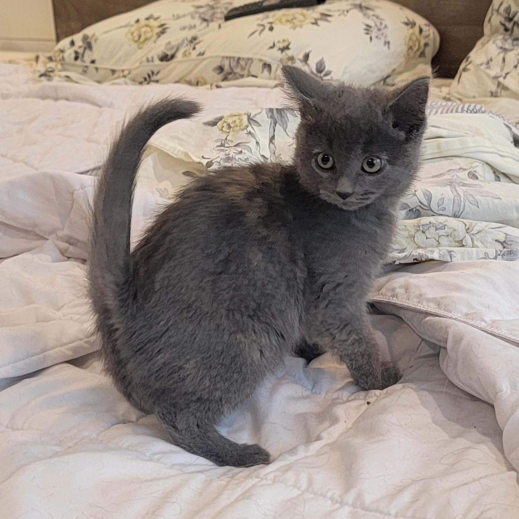 MacKenzie , a ADOPTABLE Dilute Tortoiseshell in Wyandotte, MI image 3/6