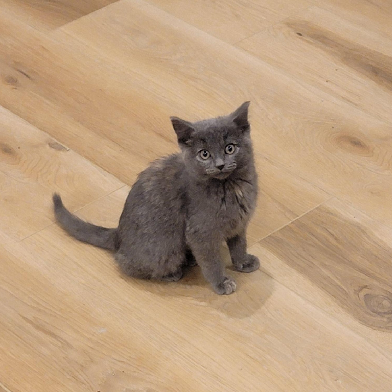 MacKenzie Adopted 12.26.25, ADOPTABLE, Kitten Female Dilute Tortoiseshell.