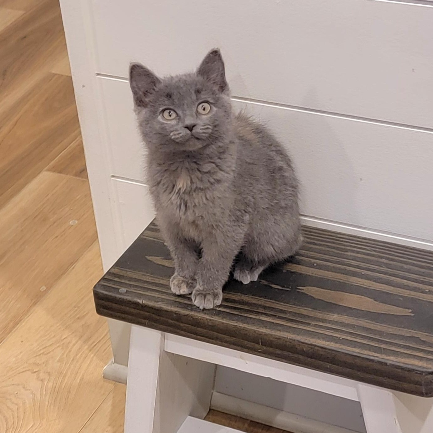 MacKenzie , a ADOPTABLE Dilute Tortoiseshell in Wyandotte, MI image 5/6