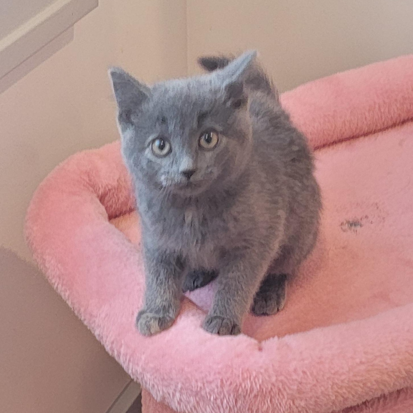 MacKenzie , a ADOPTABLE Dilute Tortoiseshell in Wyandotte, MI image 6/6