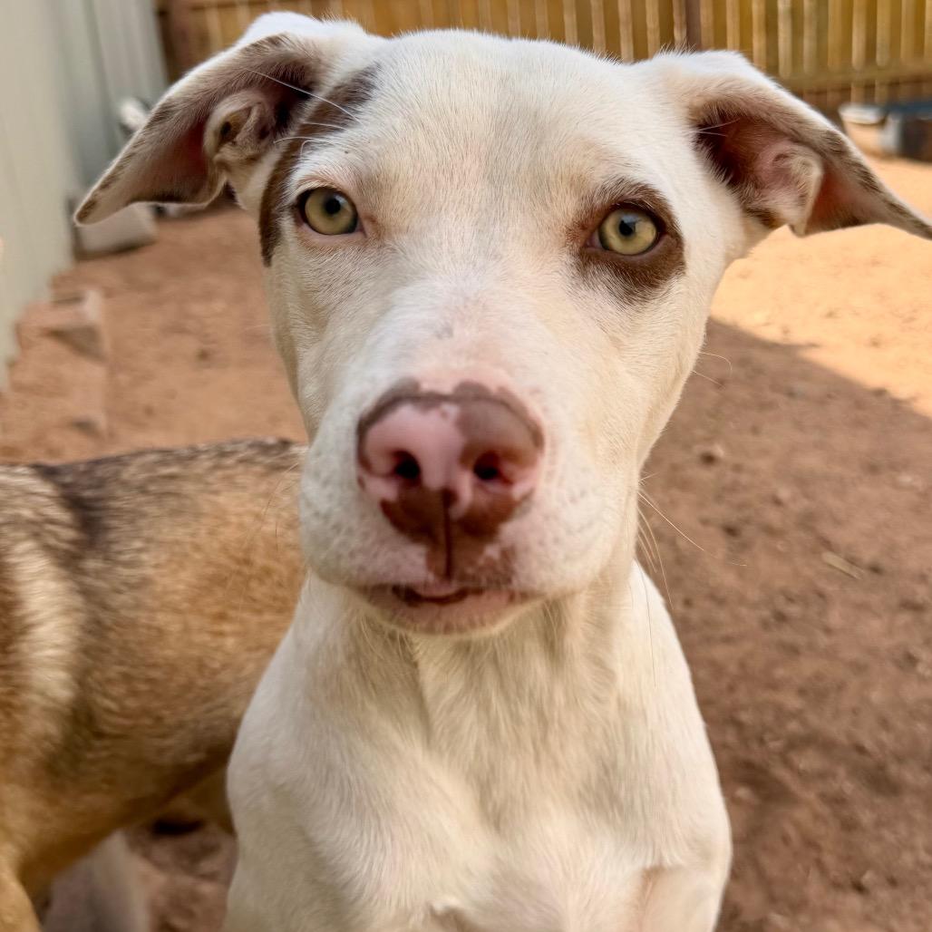 Enlarge Somersault, a Adoptable Mixed Breed in Moab, UT image 3/6