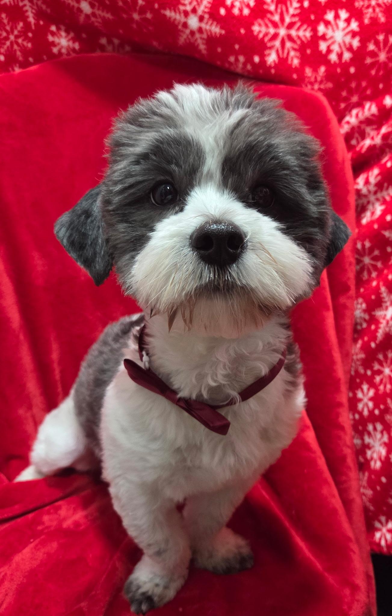 Snoopy, ADOPTABLE, Young Male Havanese & Shih Tzu.