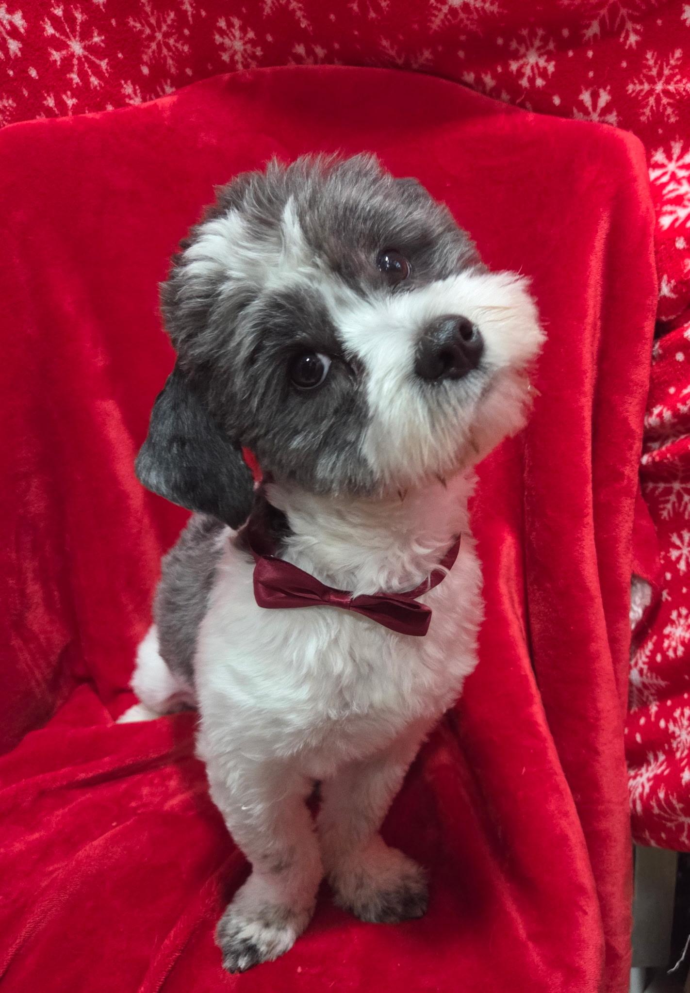 Snoopy, a ADOPTABLE mixed breed in White Lake, MI image 2/5