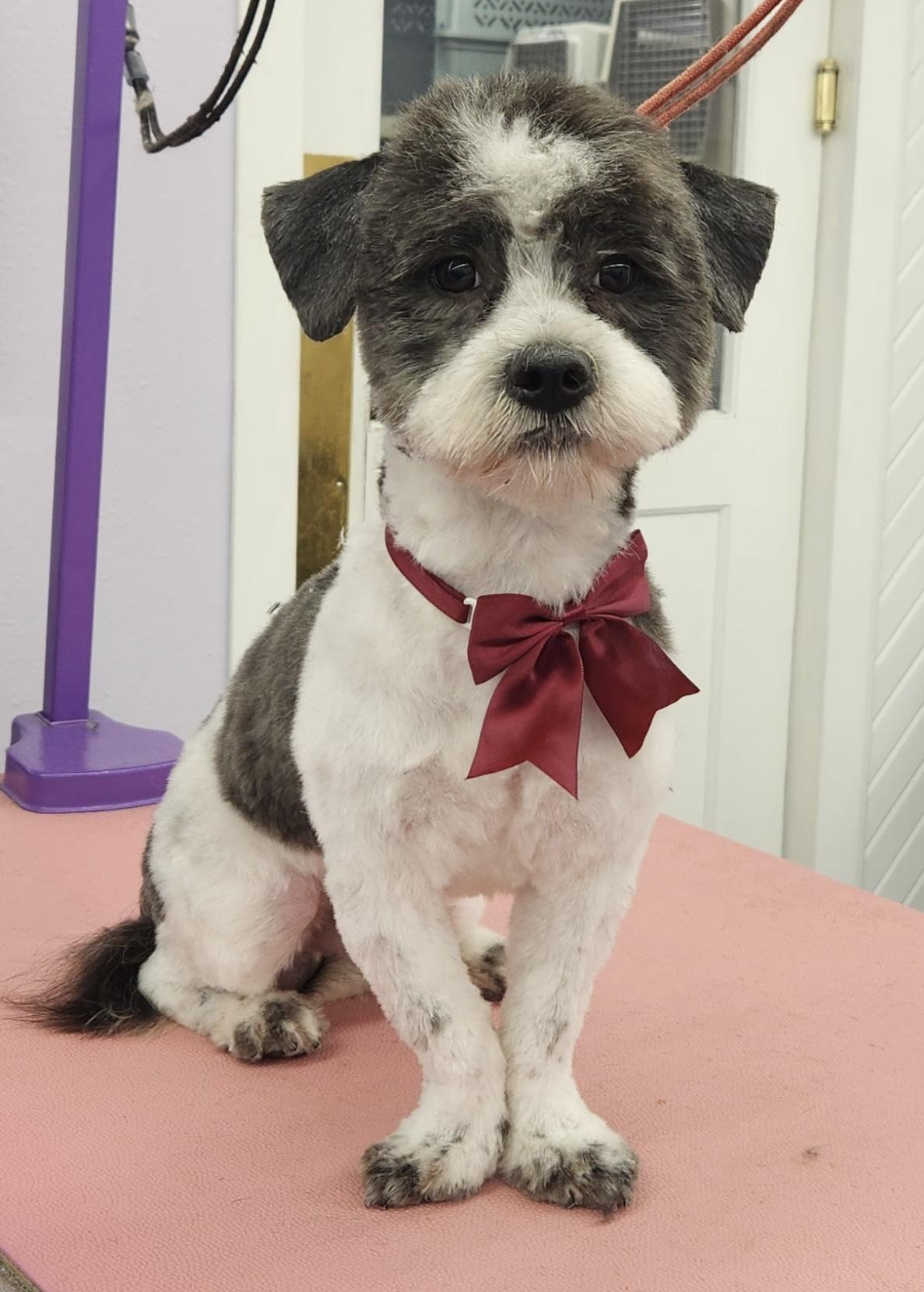 Snoopy, a ADOPTABLE mixed breed in White Lake, MI image 3/5