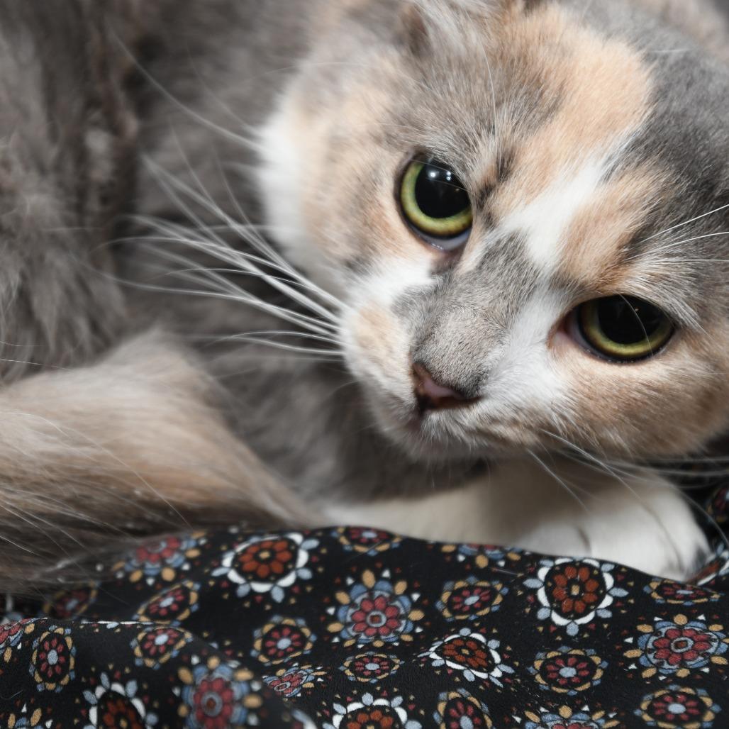 Enlarge Flora vinic, a Adoptable Domestic Medium Hair in Natick, MA image 3/4