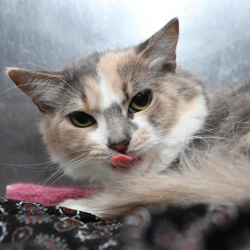 Flora vinic, Adoptable, Adult Female Domestic Medium Hair.