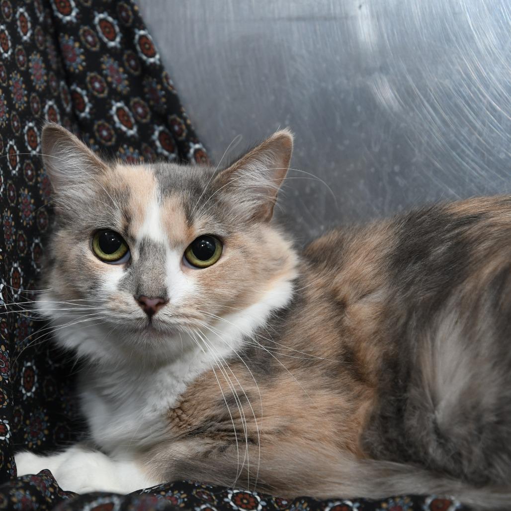 Enlarge Flora vinic, a Adoptable Domestic Medium Hair in Natick, MA image 2/4