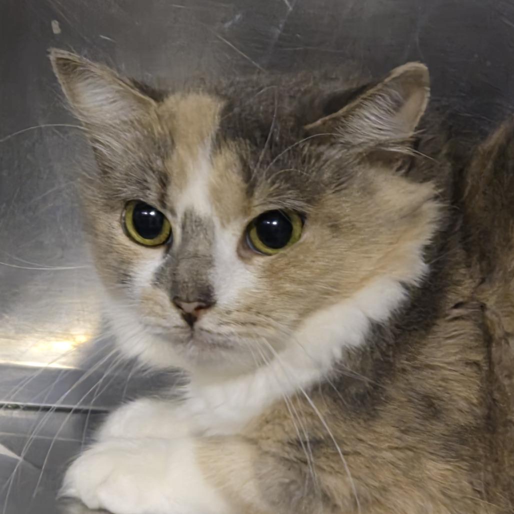 Enlarge Flora vinic, a Adoptable Domestic Medium Hair in Natick, MA image 4/4