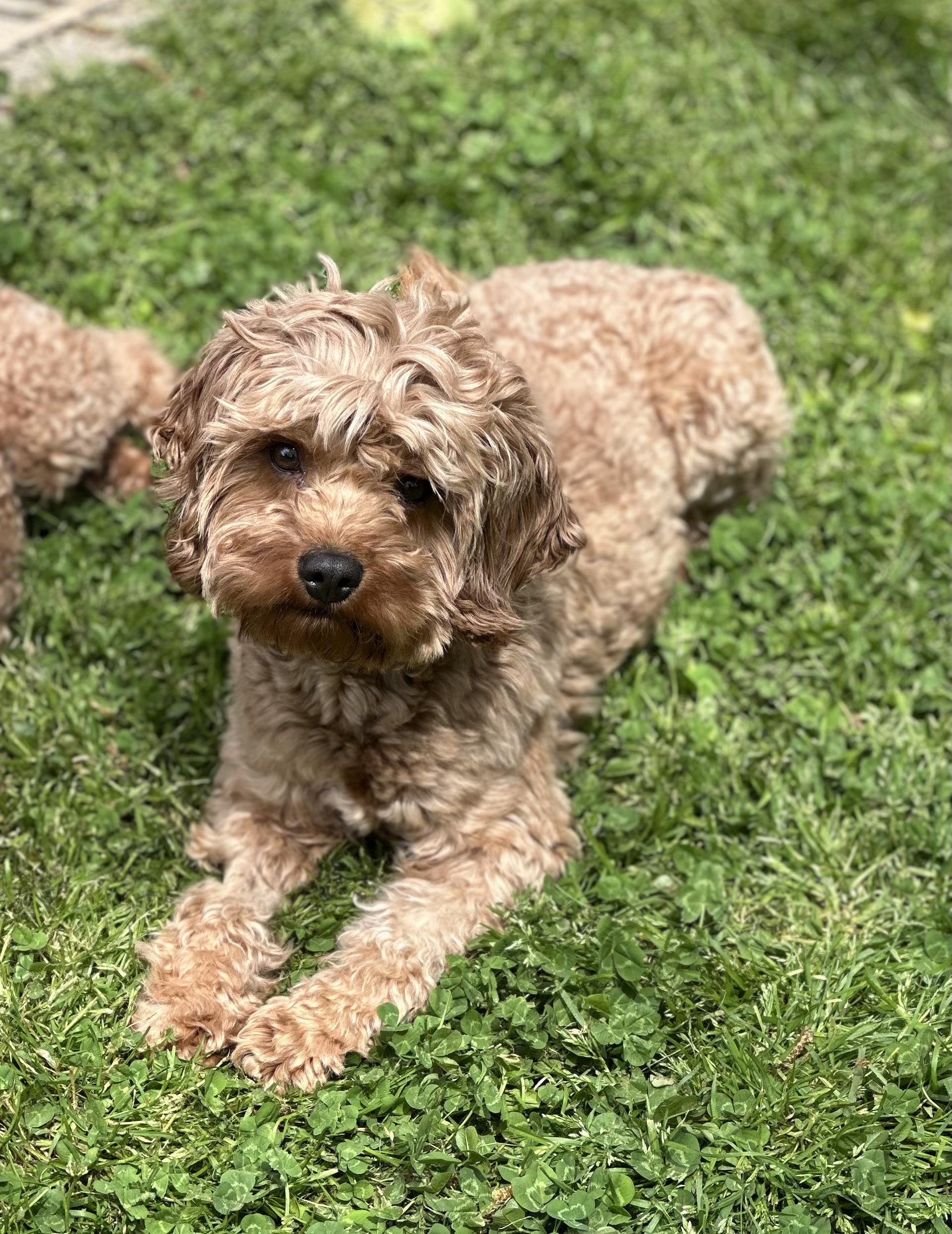 Enlarge Hercules, an adopted mixed breed in Atlanta, GA image 6/6