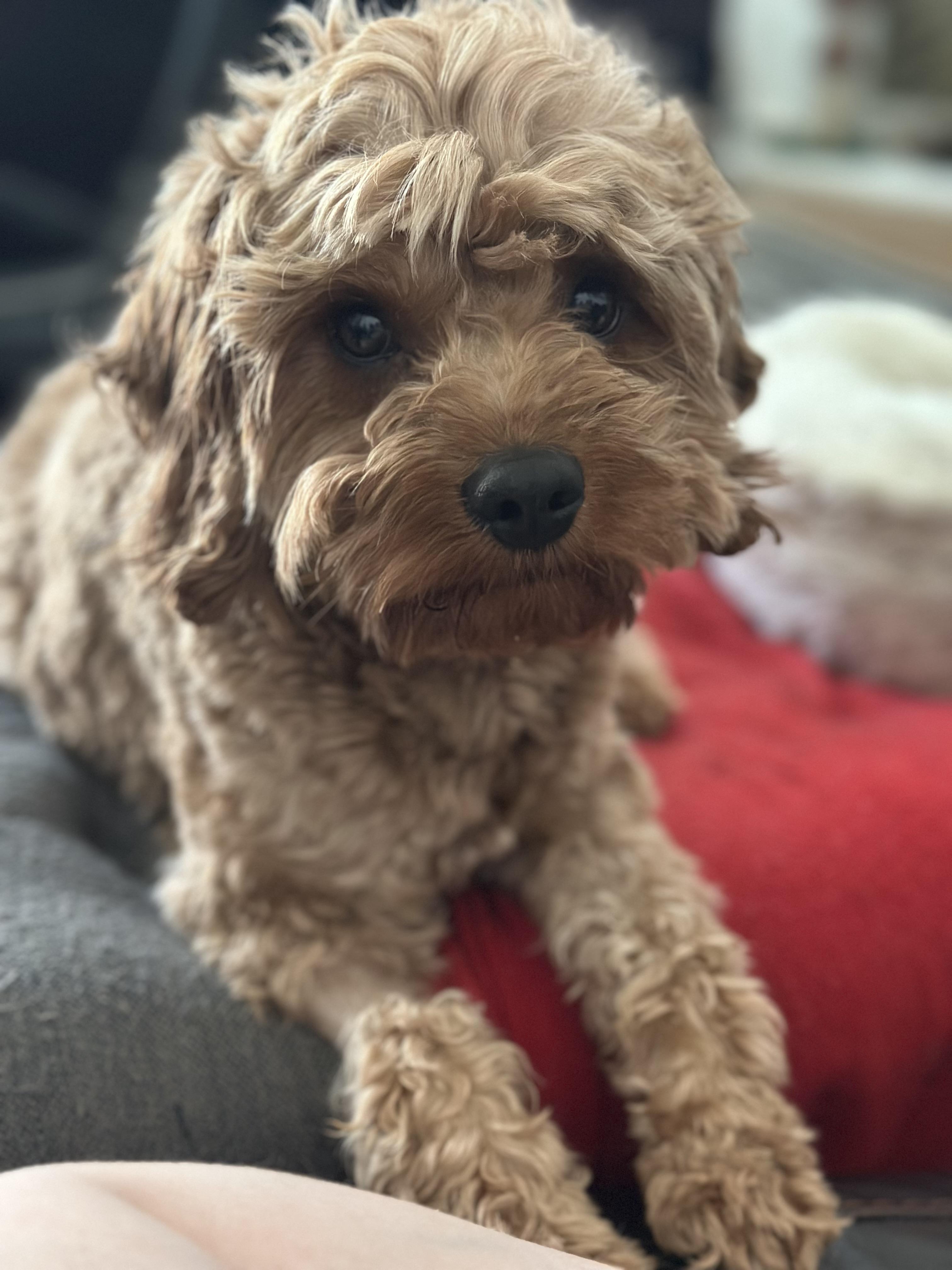 Hercules, adopted, Young Male Cavapoo.