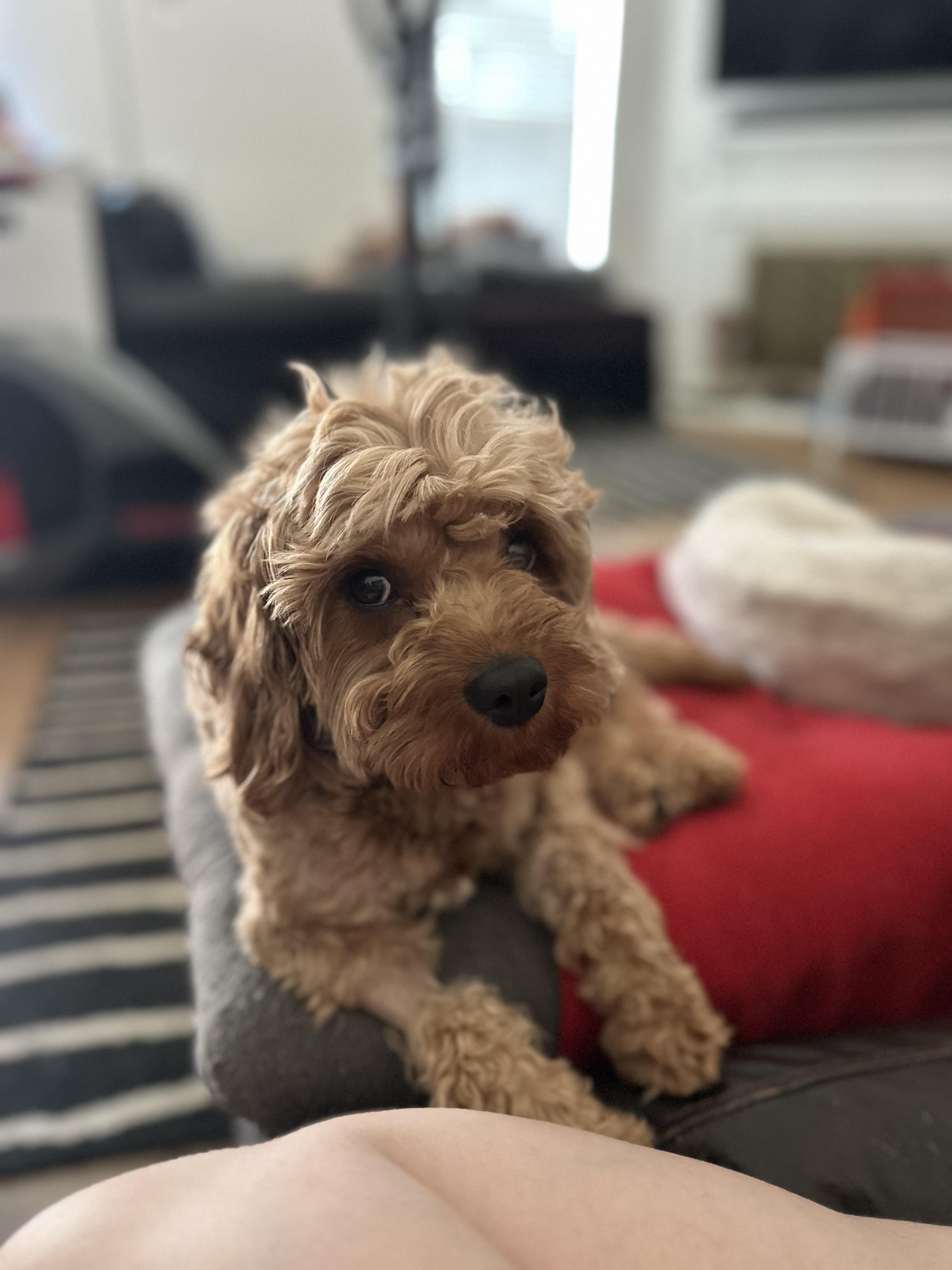 Enlarge Hercules, an adopted mixed breed in Atlanta, GA image 2/6