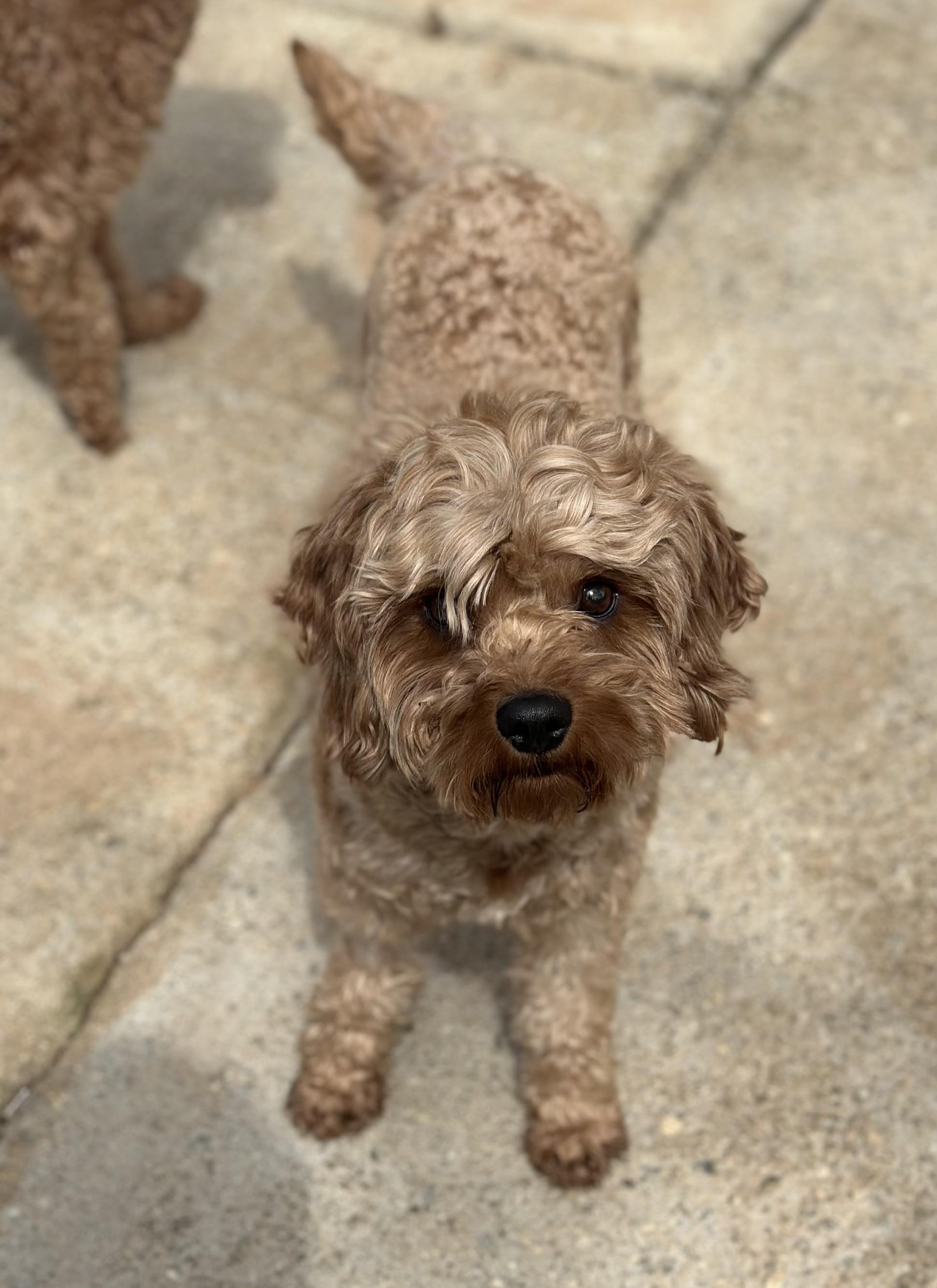 Enlarge Hercules, an adopted mixed breed in Atlanta, GA image 4/6