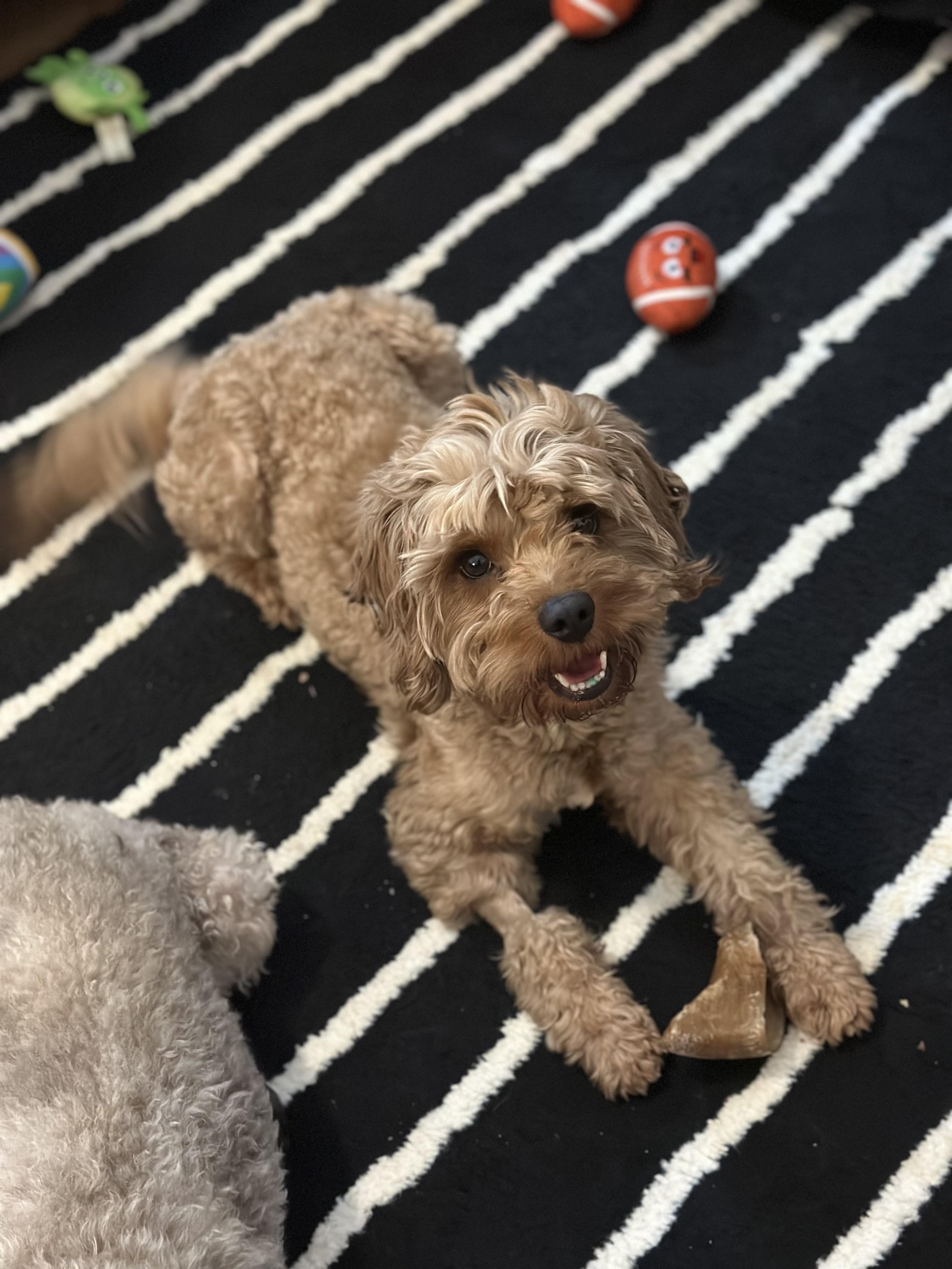 Enlarge Hercules, an adopted mixed breed in Atlanta, GA image 5/6