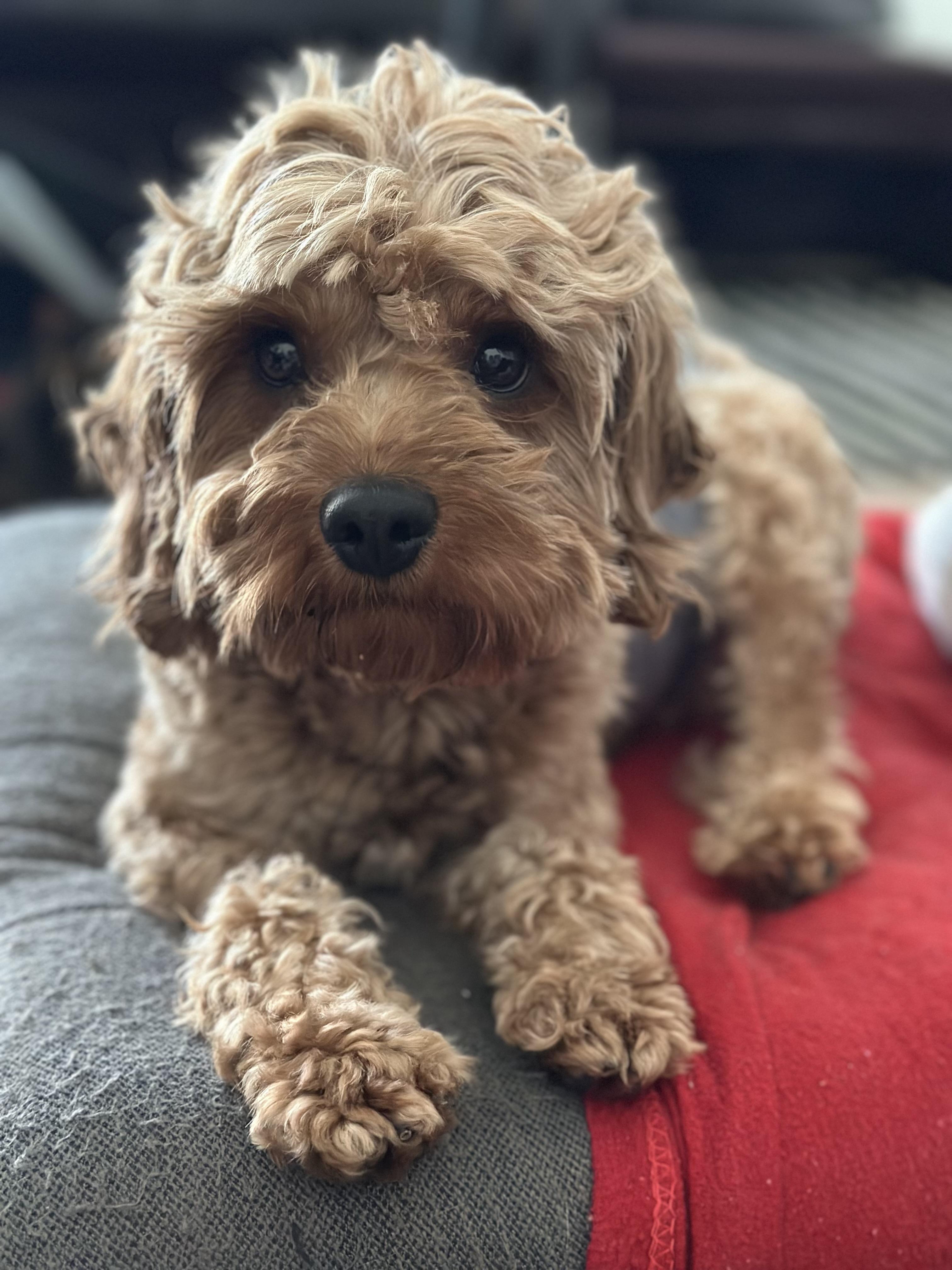 Enlarge Hercules, an adopted mixed breed in Atlanta, GA image 3/6