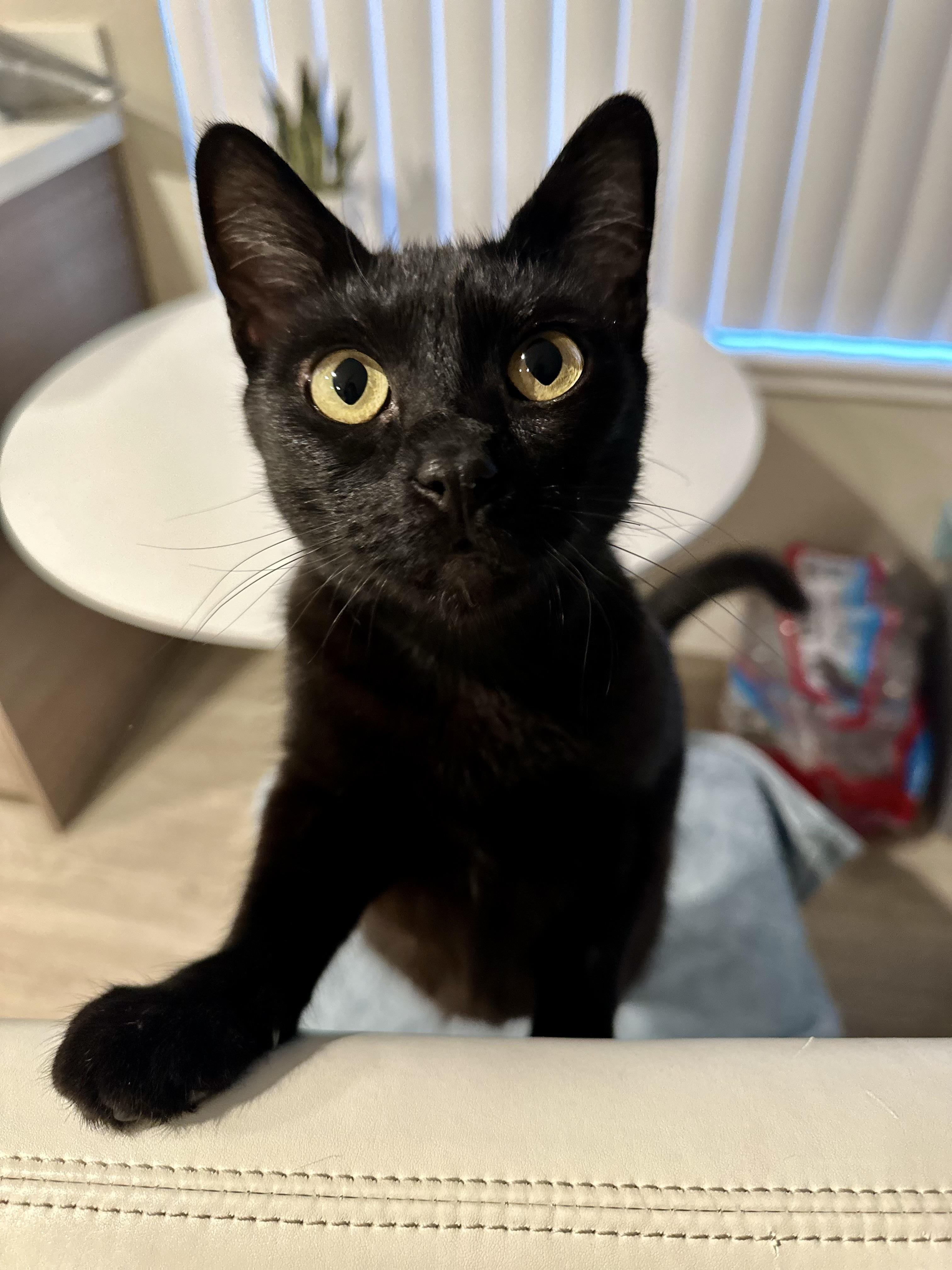 Enlarge Jasmine and Joy (bonded pair), an adopted Domestic Short Hair in Campbell, CA image 1/6