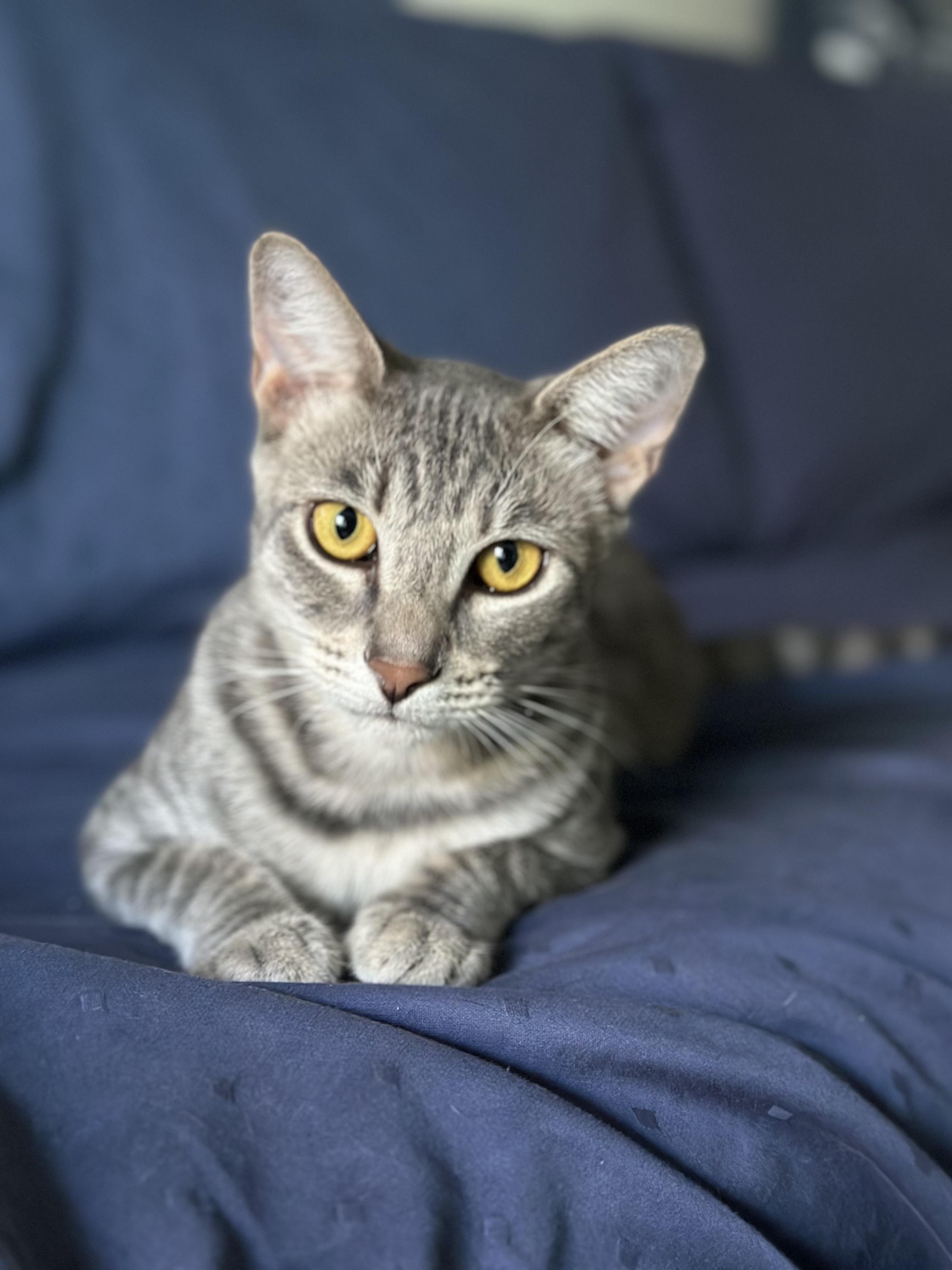 Enlarge Jasmine and Joy (bonded pair), an adopted Domestic Short Hair in Campbell, CA image 2/6