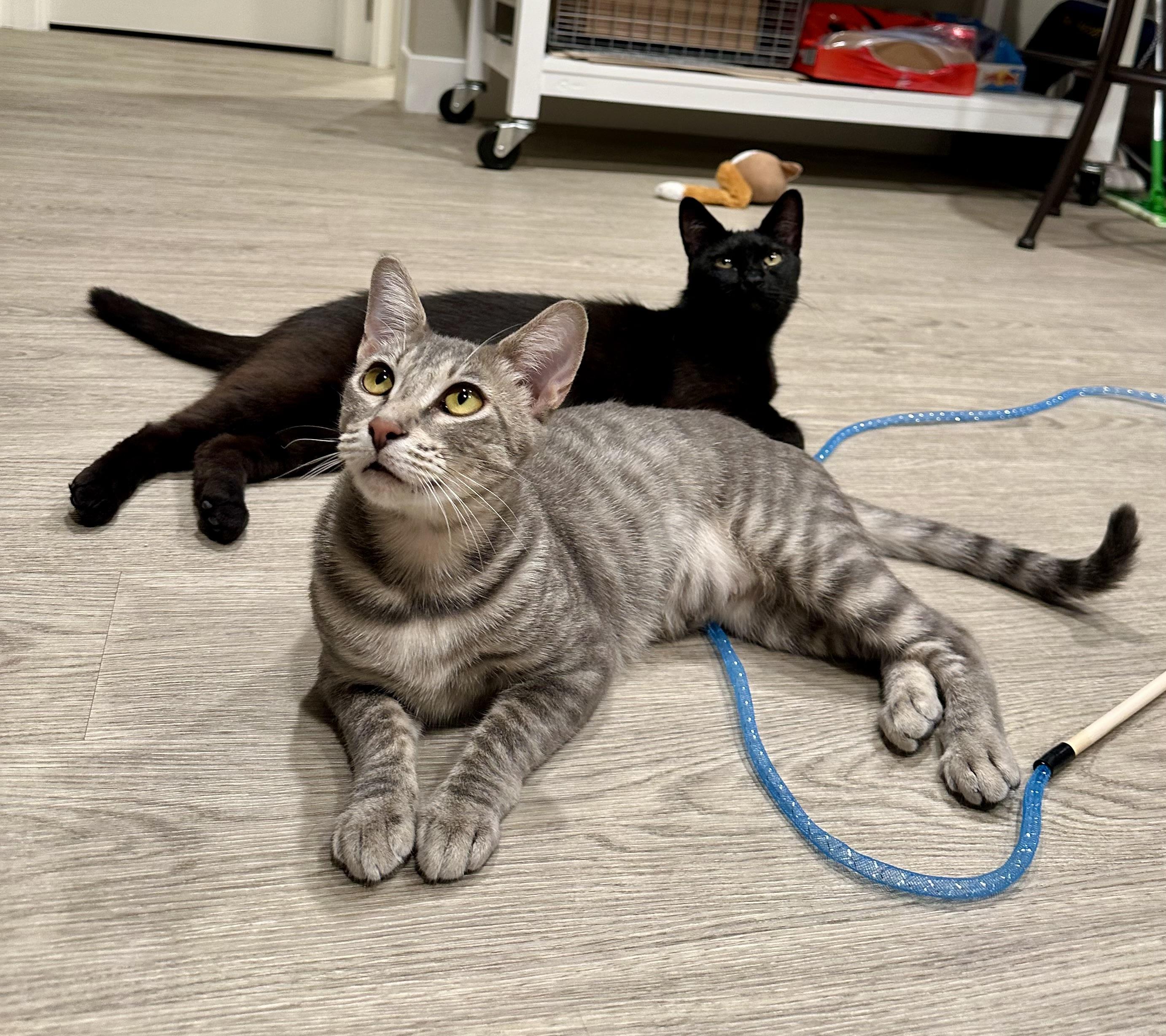 Enlarge Jasmine and Joy (bonded pair), an adopted Domestic Short Hair in Campbell, CA image 3/6