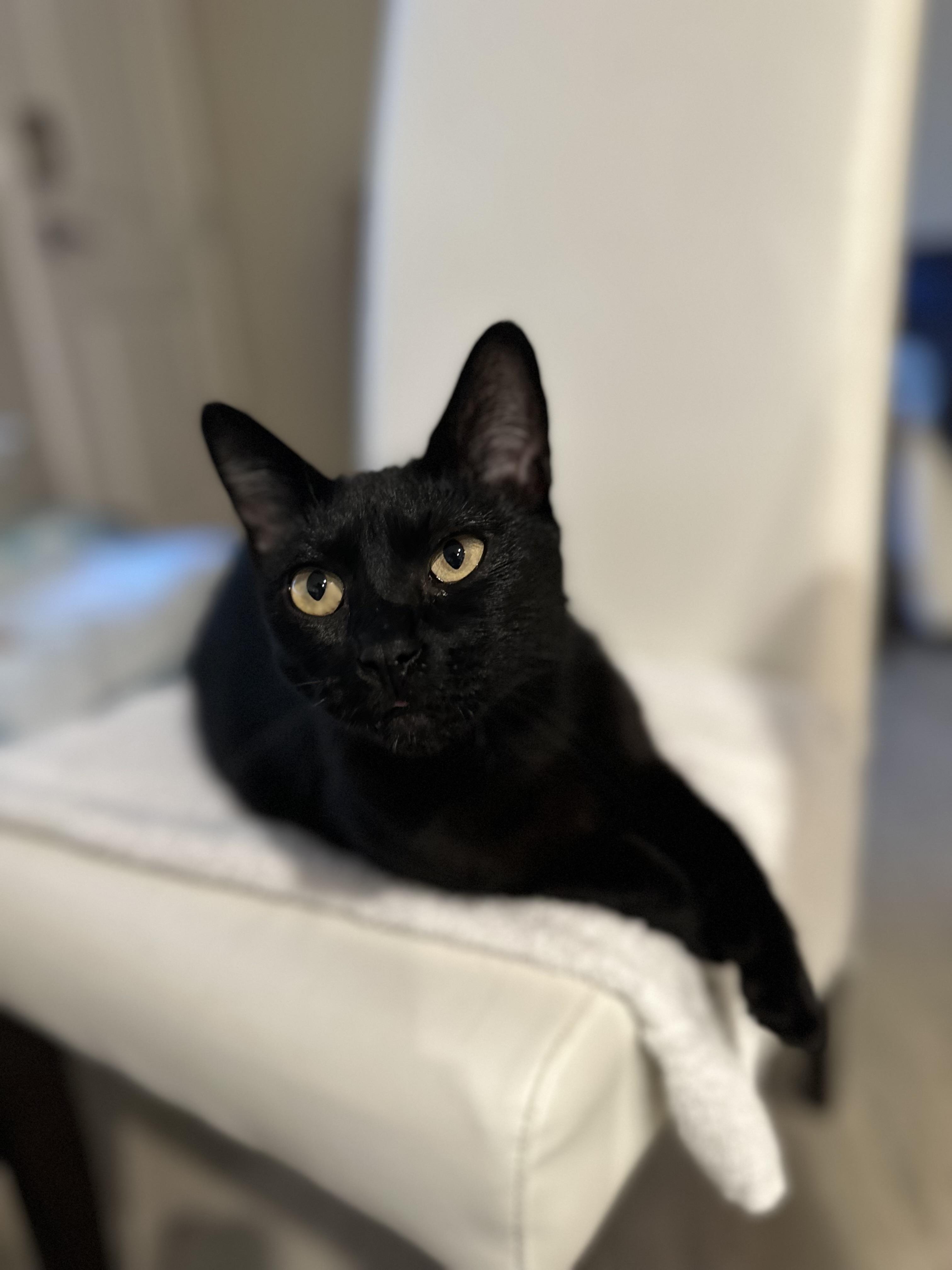 Enlarge Jasmine and Joy (bonded pair), an adopted Domestic Short Hair in Campbell, CA image 4/6