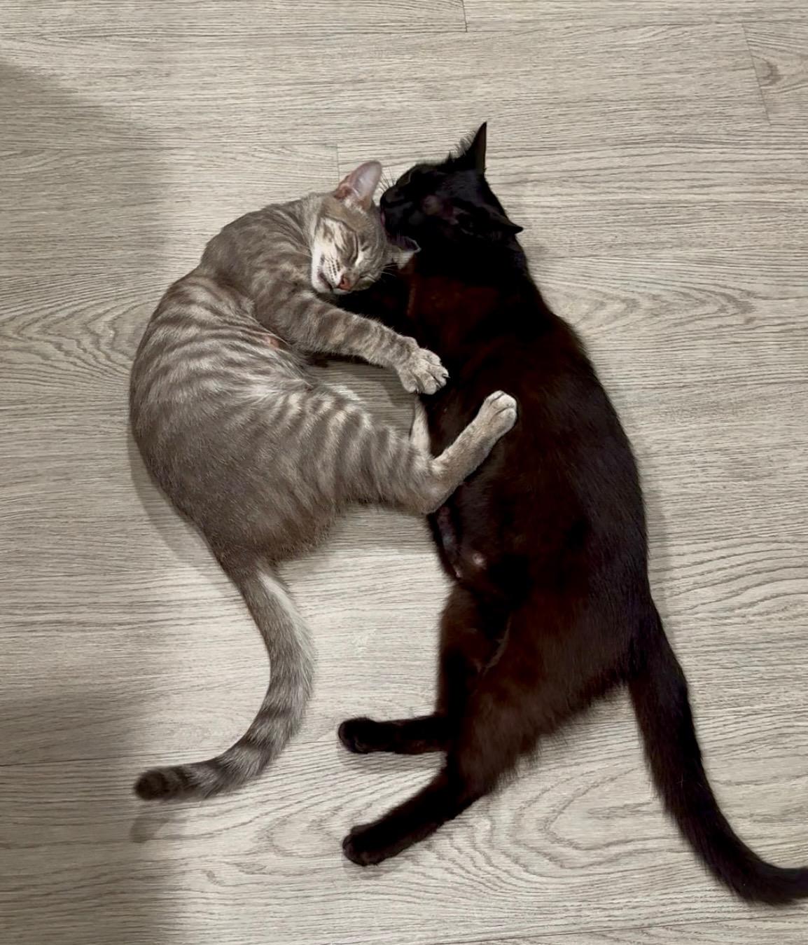 Jasmine and Joy (bonded pair)