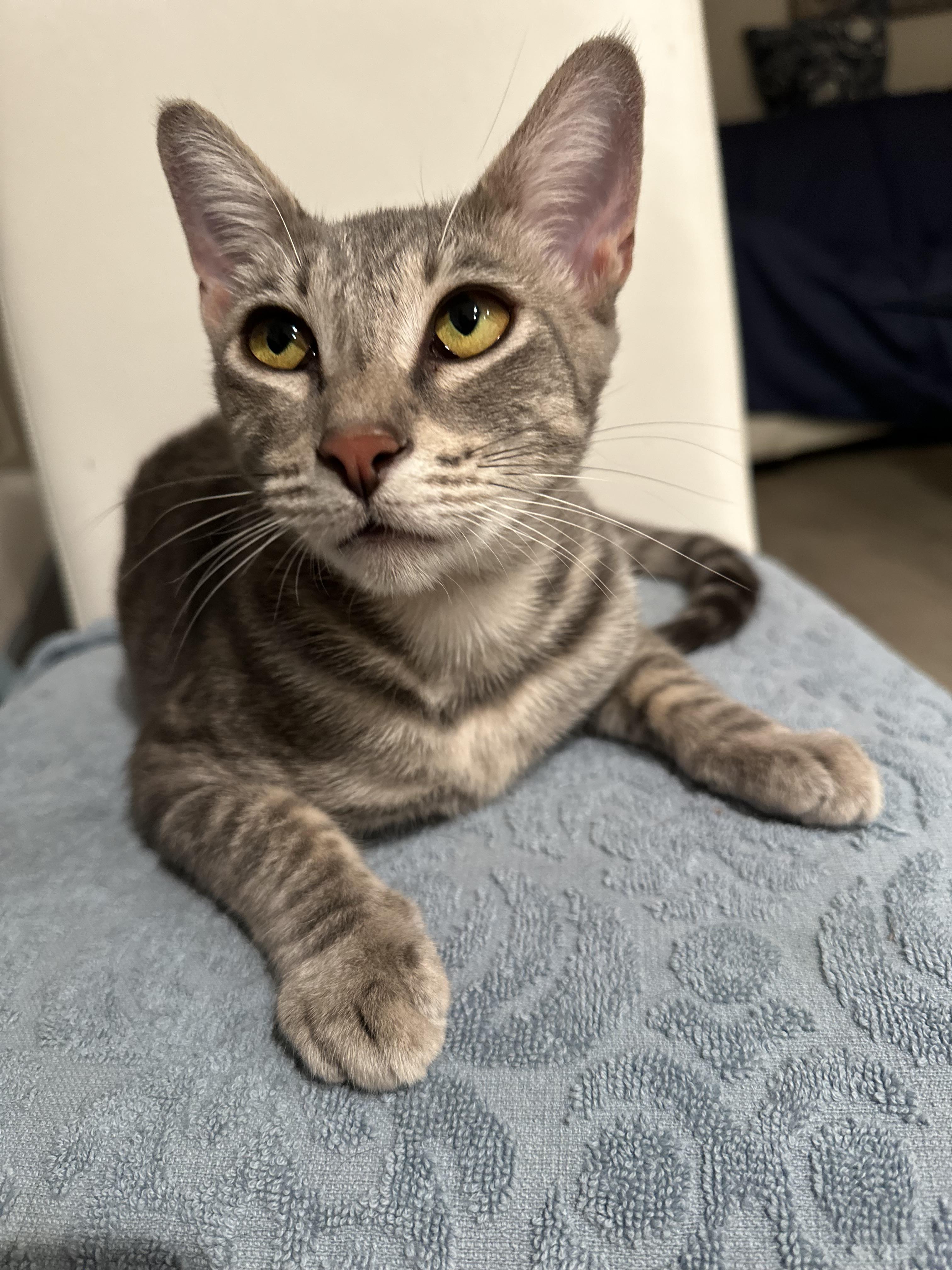 Enlarge Jasmine and Joy (bonded pair), an adopted Domestic Short Hair in Campbell, CA image 6/6