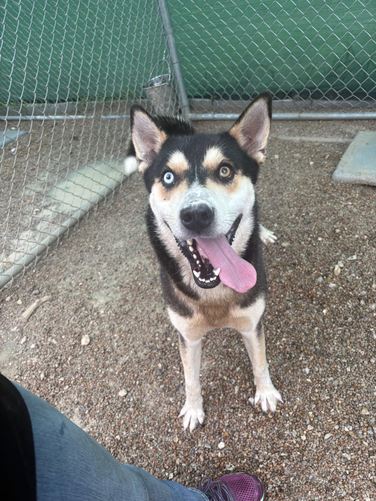 26-0440 "Luigi", ADOPTABLE, Adult Male Husky & German Shepherd Dog.