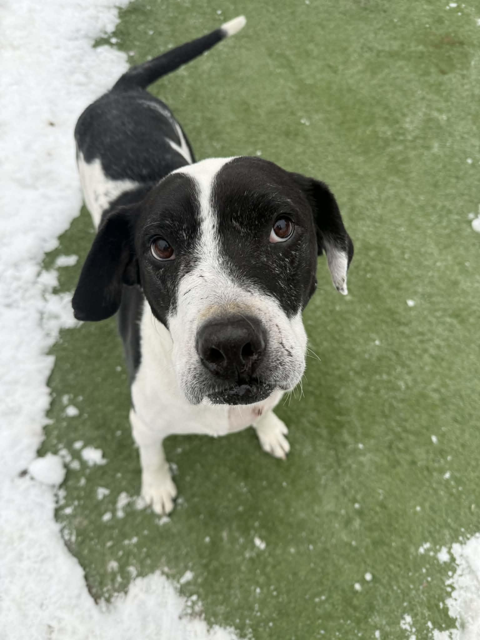 Enlarge Patches, a ADOPTABLE mixed breed in Groton, CT image 1/3