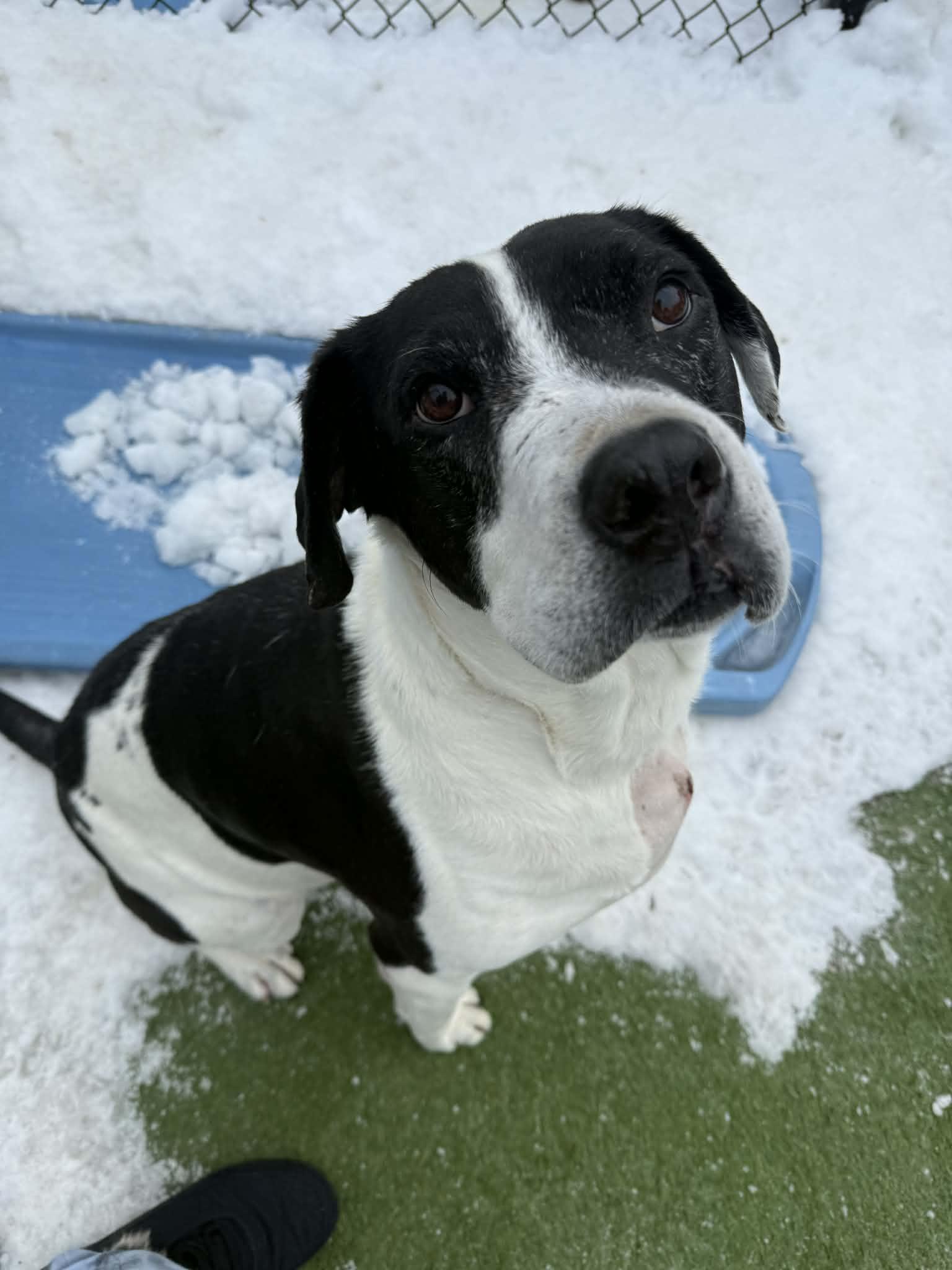 Enlarge Patches, a ADOPTABLE mixed breed in Groton, CT image 2/3