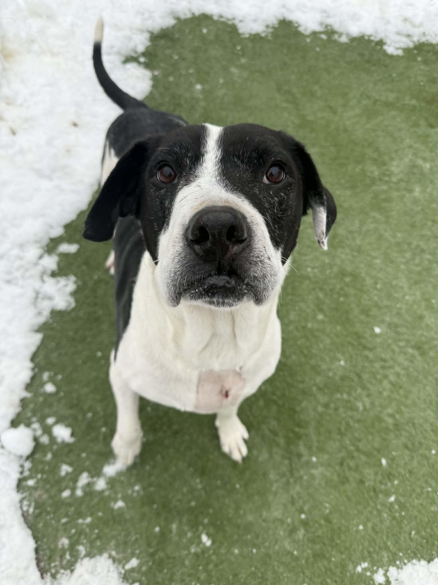 Enlarge Patches, a ADOPTABLE mixed breed in Groton, CT image 3/3