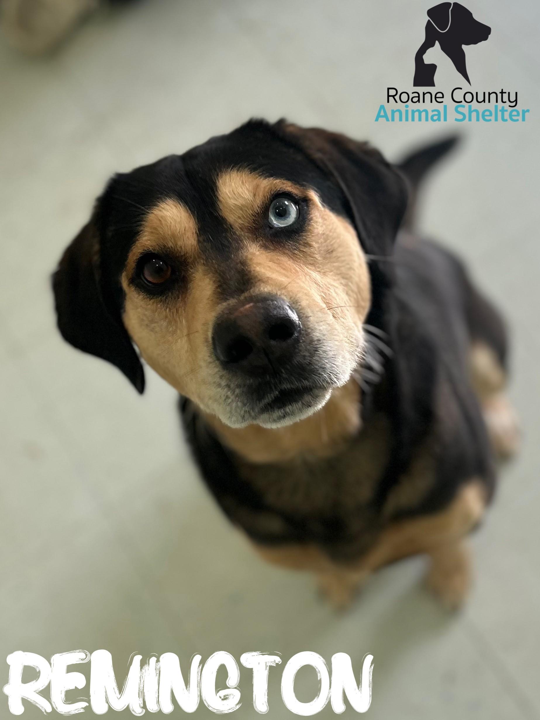 Remington, ADOPTABLE, Adult Male Husky & Pit Bull Terrier.