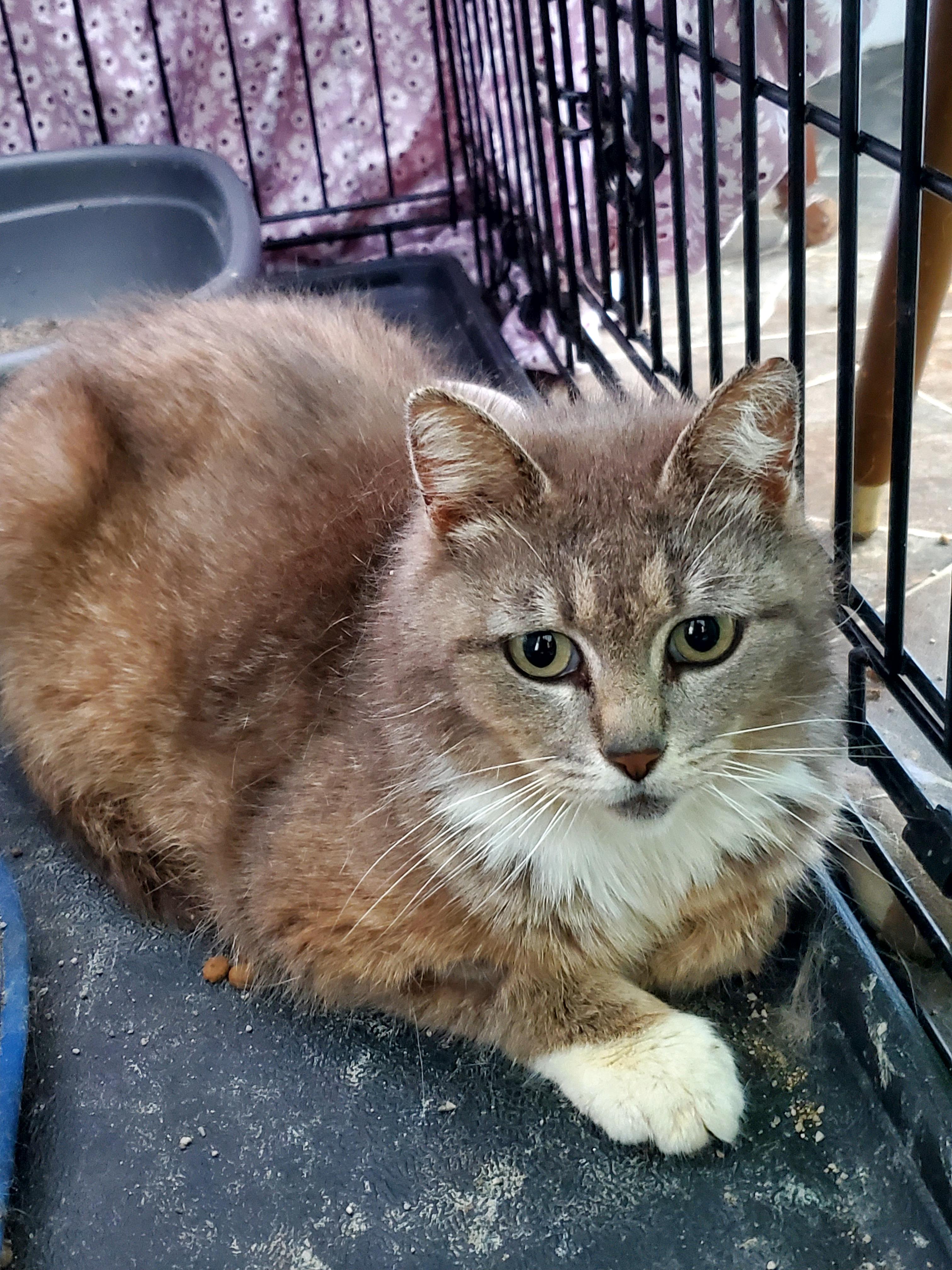 Barn kitty- male, adopted, Young Male Domestic Short Hair.