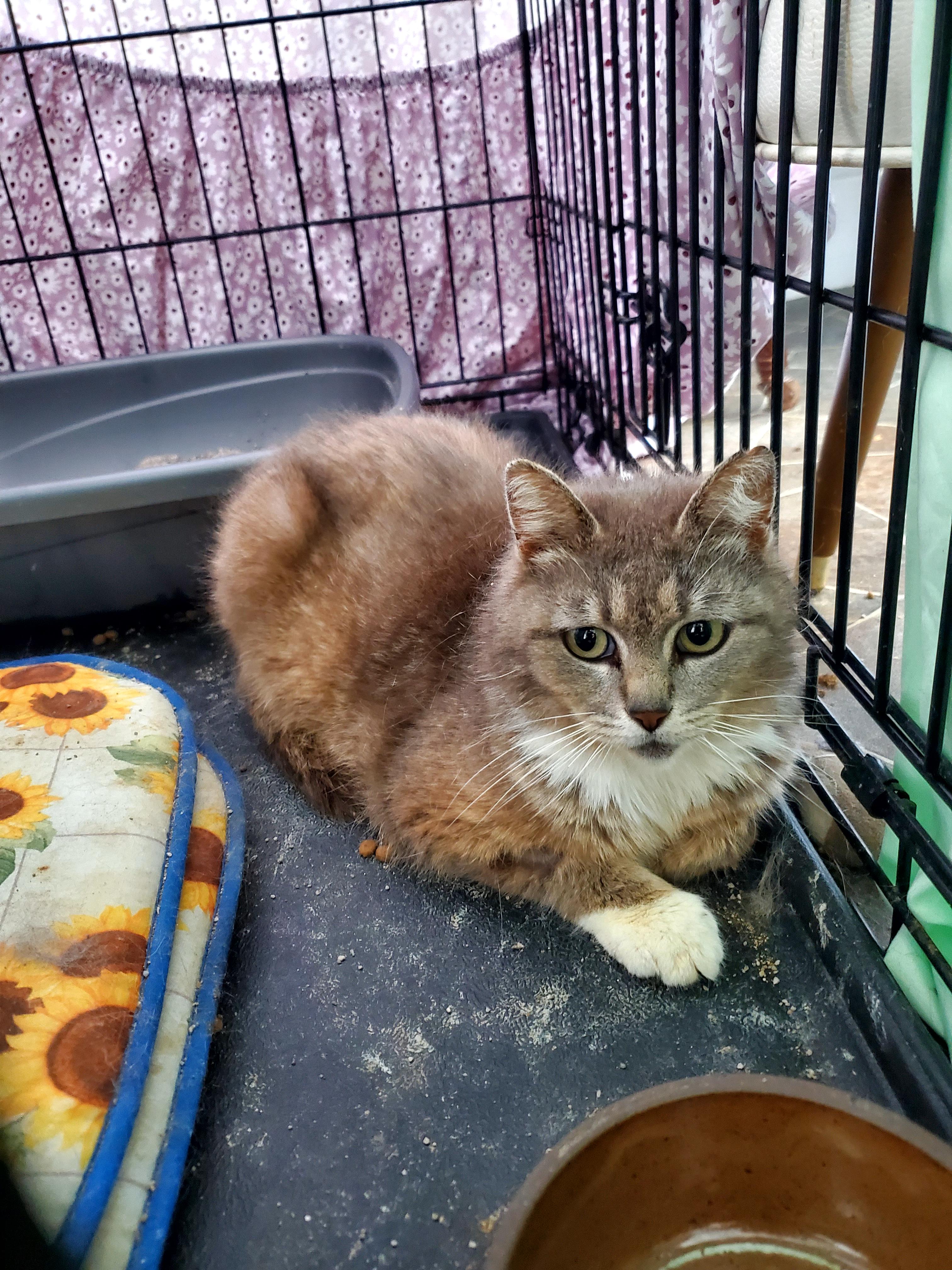 Barn kitty- male, an adopted Domestic Short Hair in Gladwin, MI image 2/2
