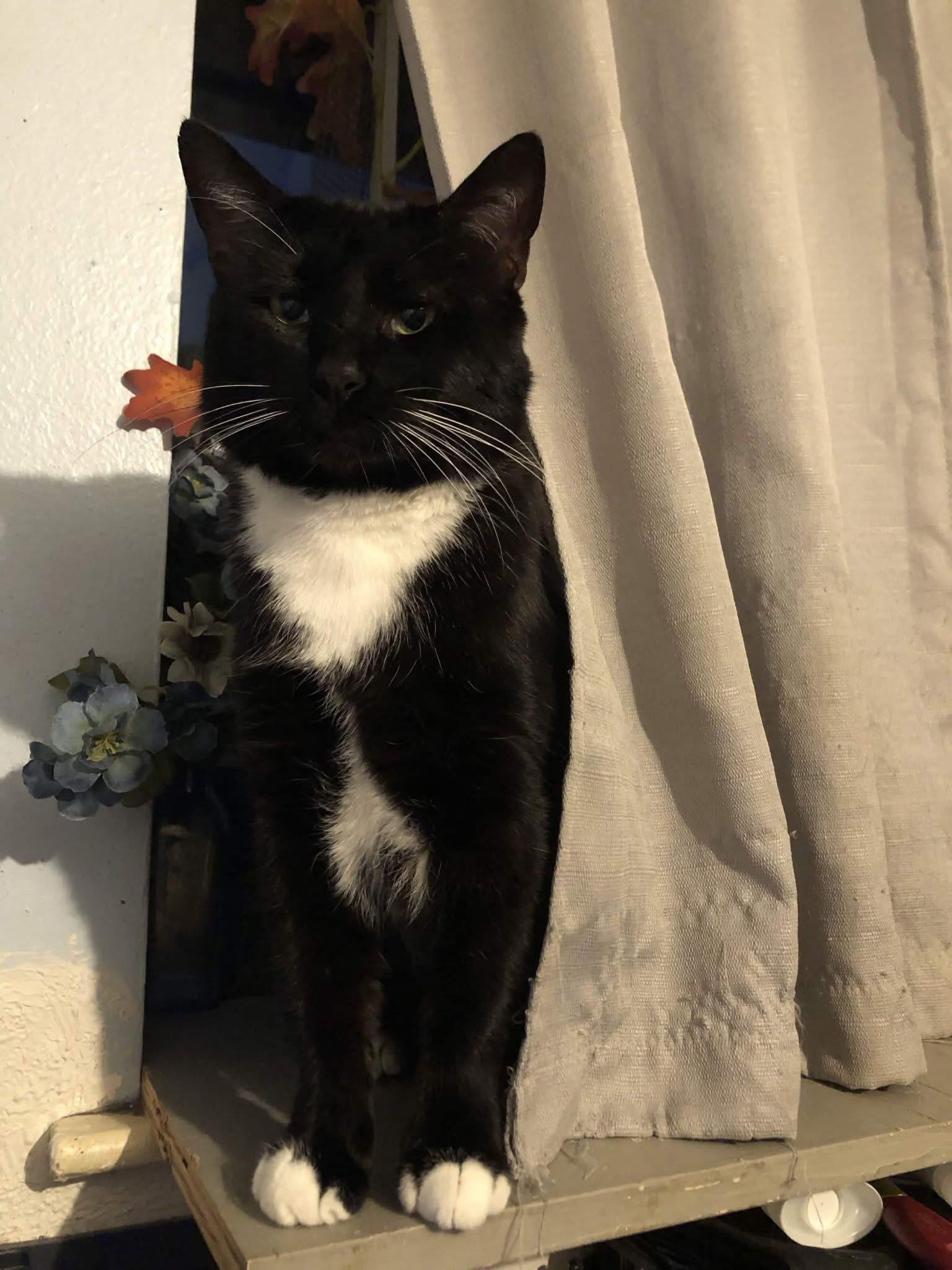 Tuxas, Adoptable, Adult Male Domestic Short Hair.