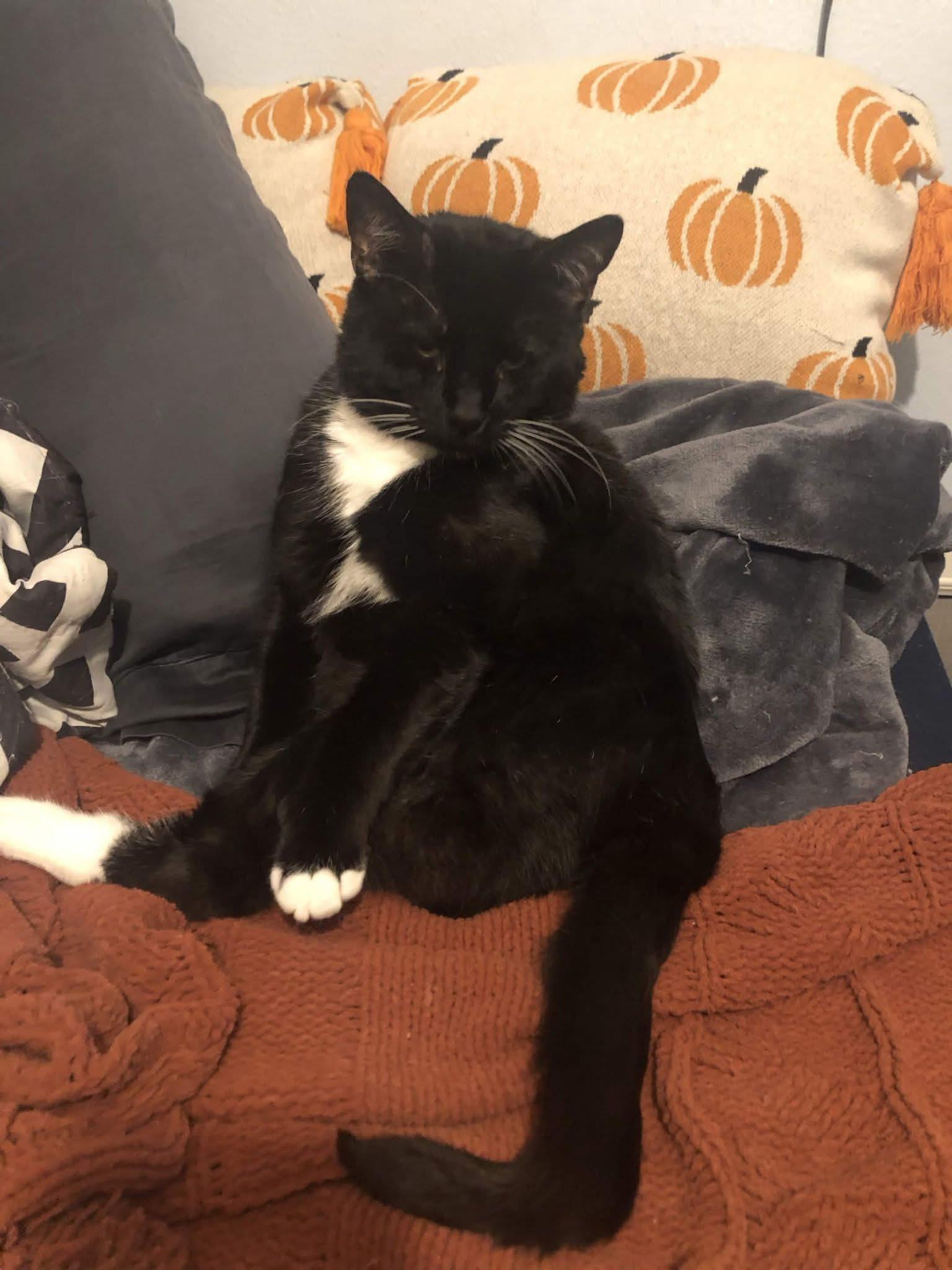 Enlarge Tuxas, a Adoptable Domestic Short Hair in Houston, TX image 5/5