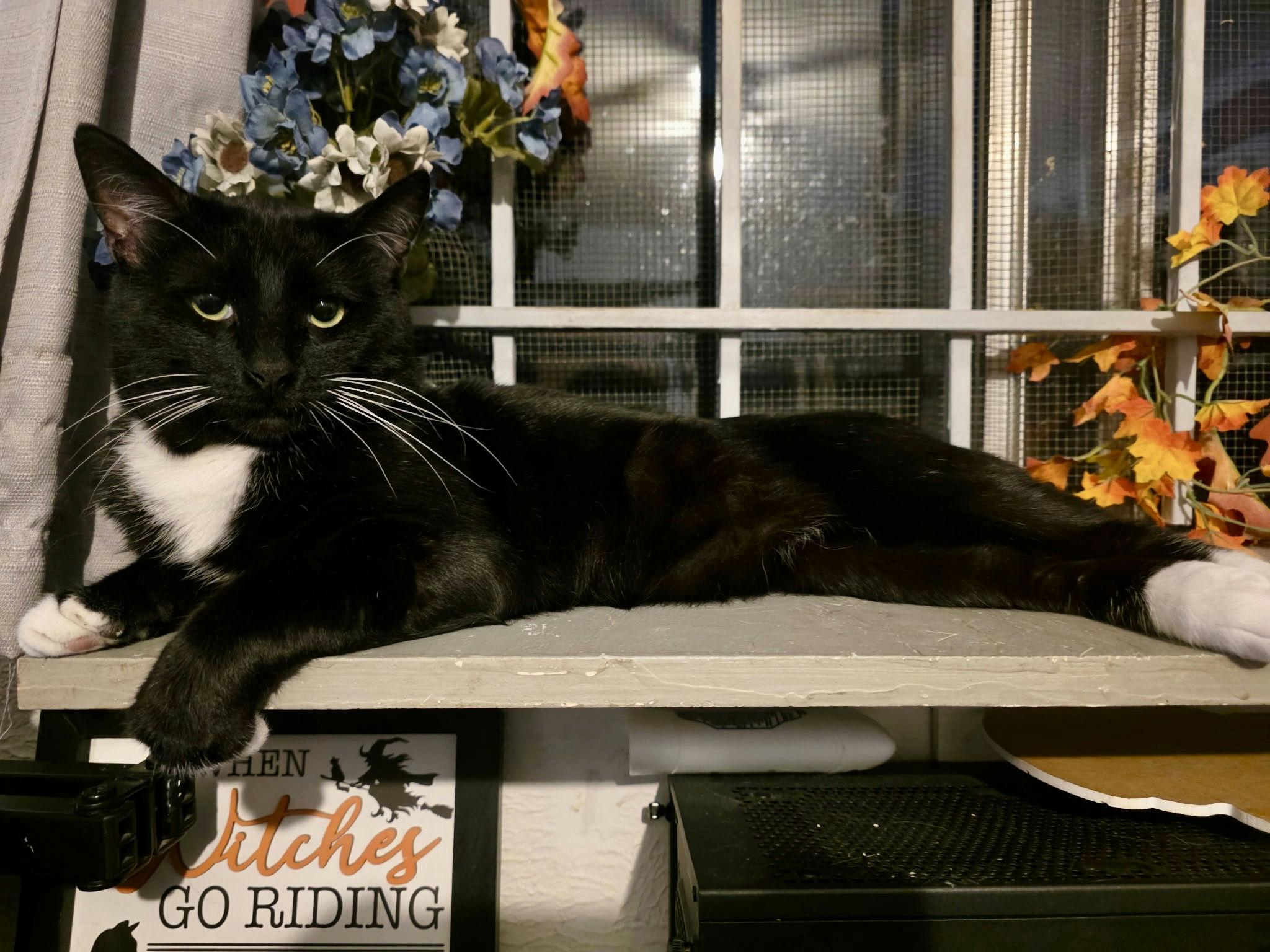 Enlarge Tuxas, a Adoptable Domestic Short Hair in Houston, TX image 1/1