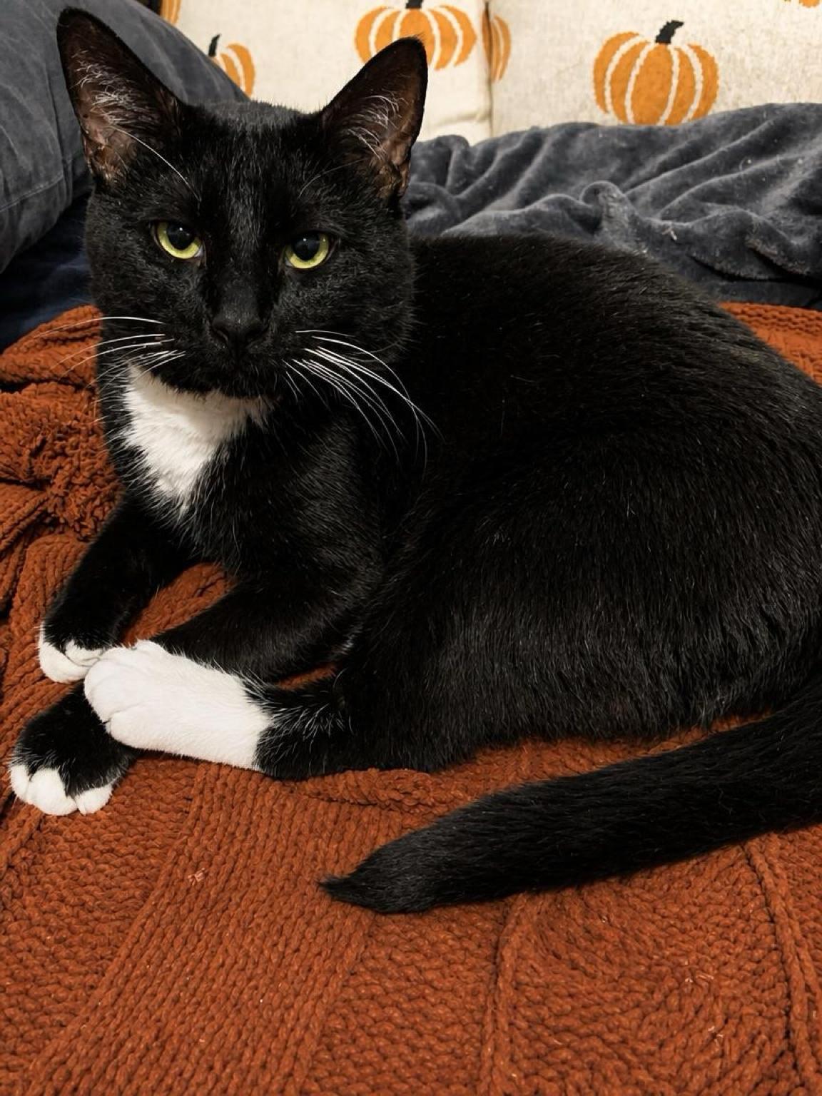 Enlarge Tuxas, a Adoptable Domestic Short Hair in Houston, TX image 2/5