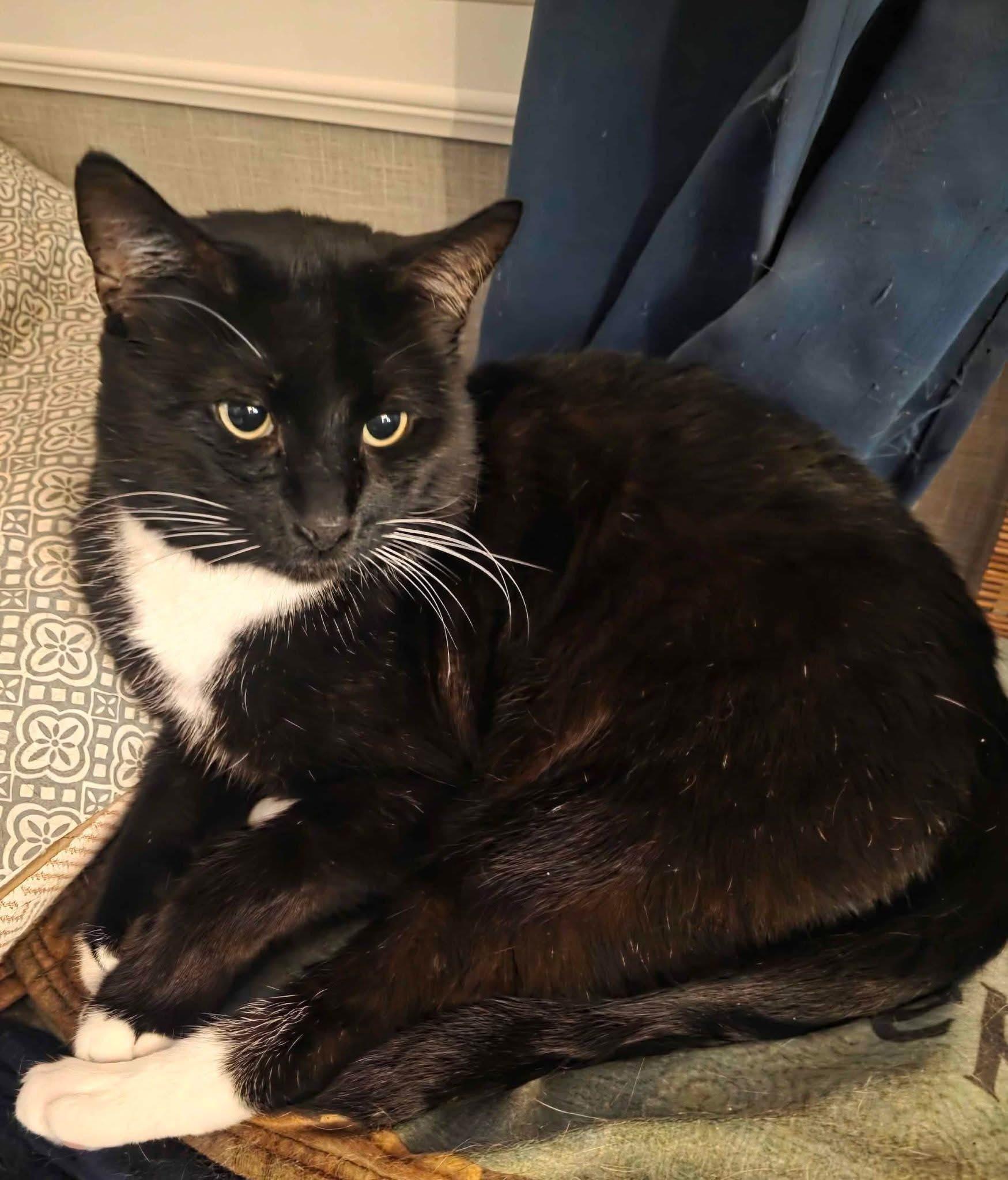 Enlarge Tuxas, a Adoptable Domestic Short Hair in Houston, TX image 3/5