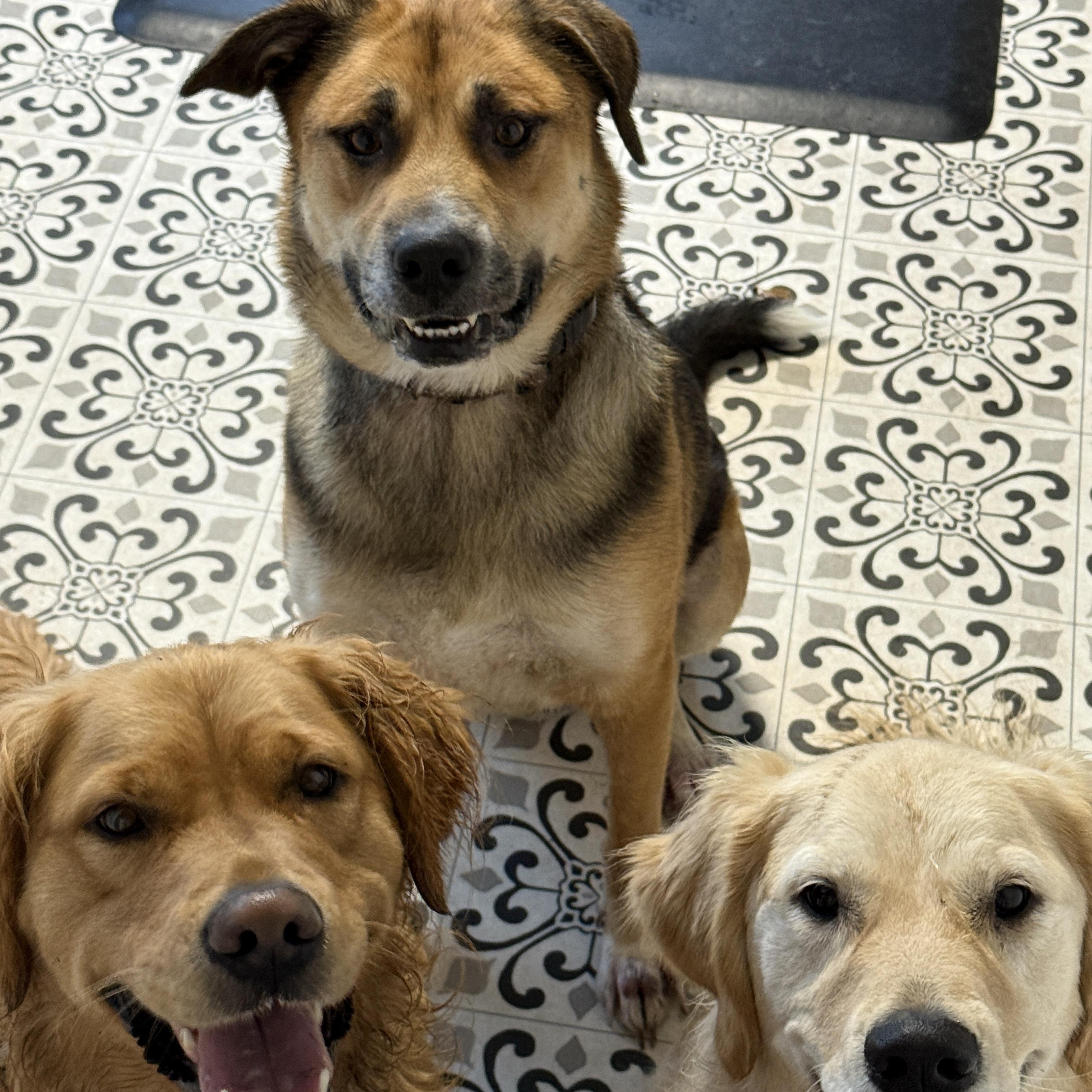 Coco, Adoptable, Young Female German Shepherd Dog.