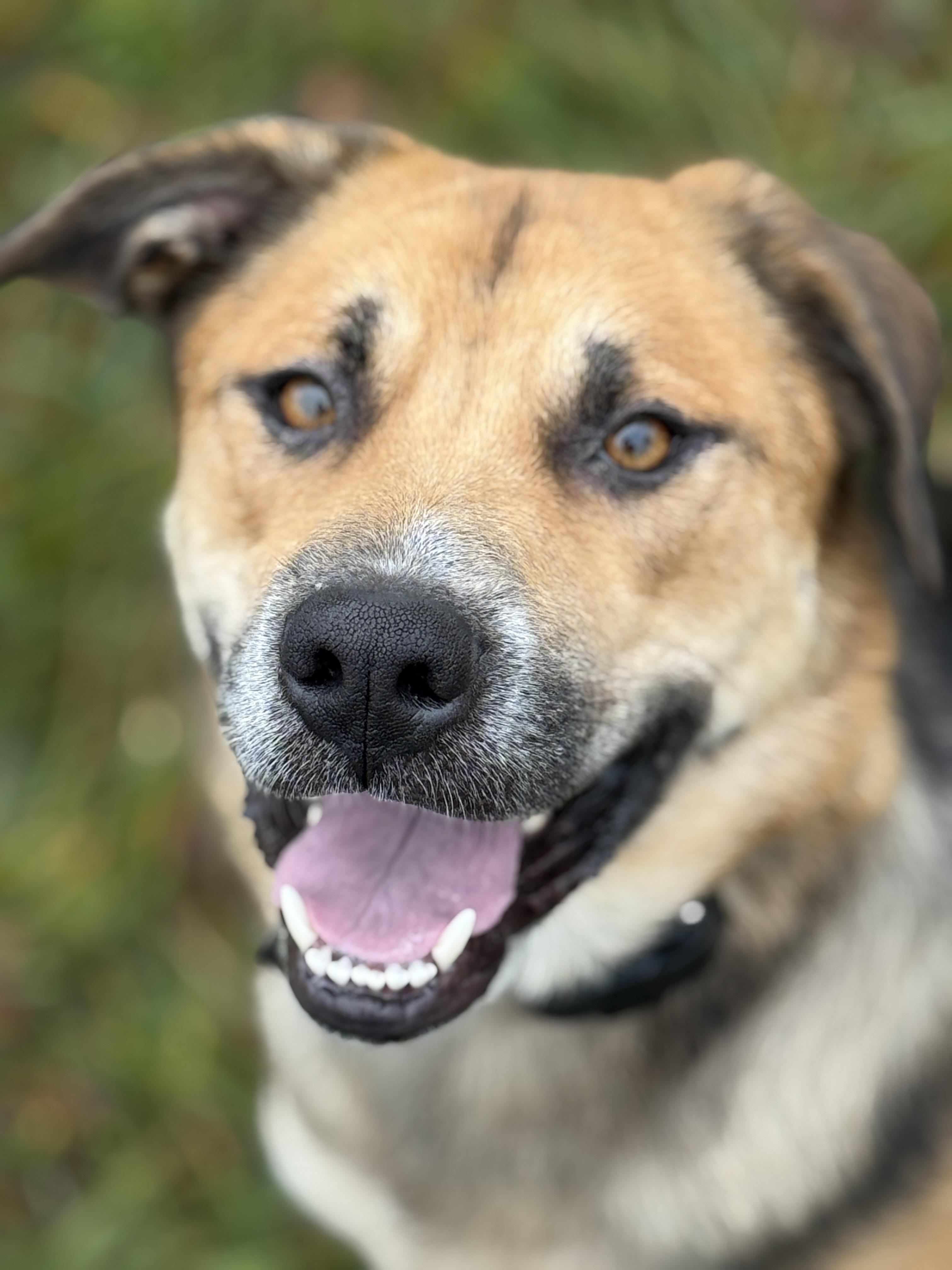 Coco, a Adoptable mixed breed in Surrey, BC image 2/5