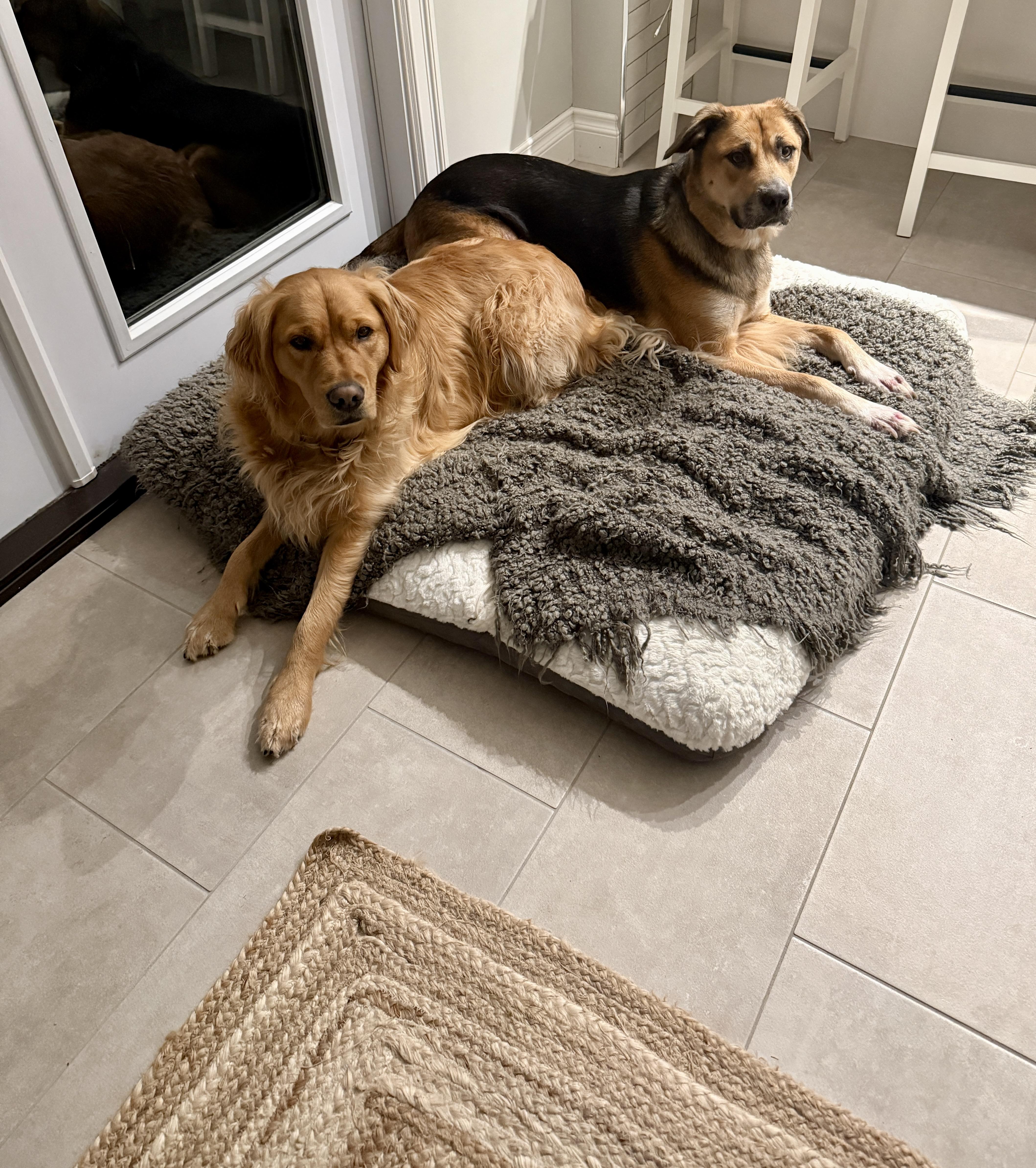 Coco, a Adoptable mixed breed in Surrey, BC image 3/5