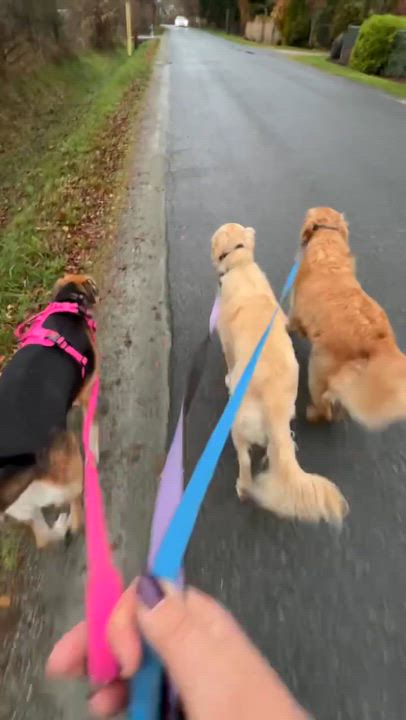 Enlarge Coco, a Adoptable mixed breed in Surrey, BC video 5/5