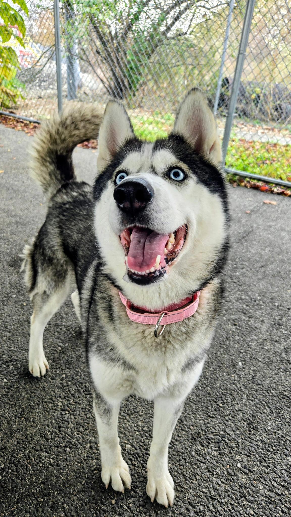 Jill, a Adoptable Husky in Providence, RI image 1/4