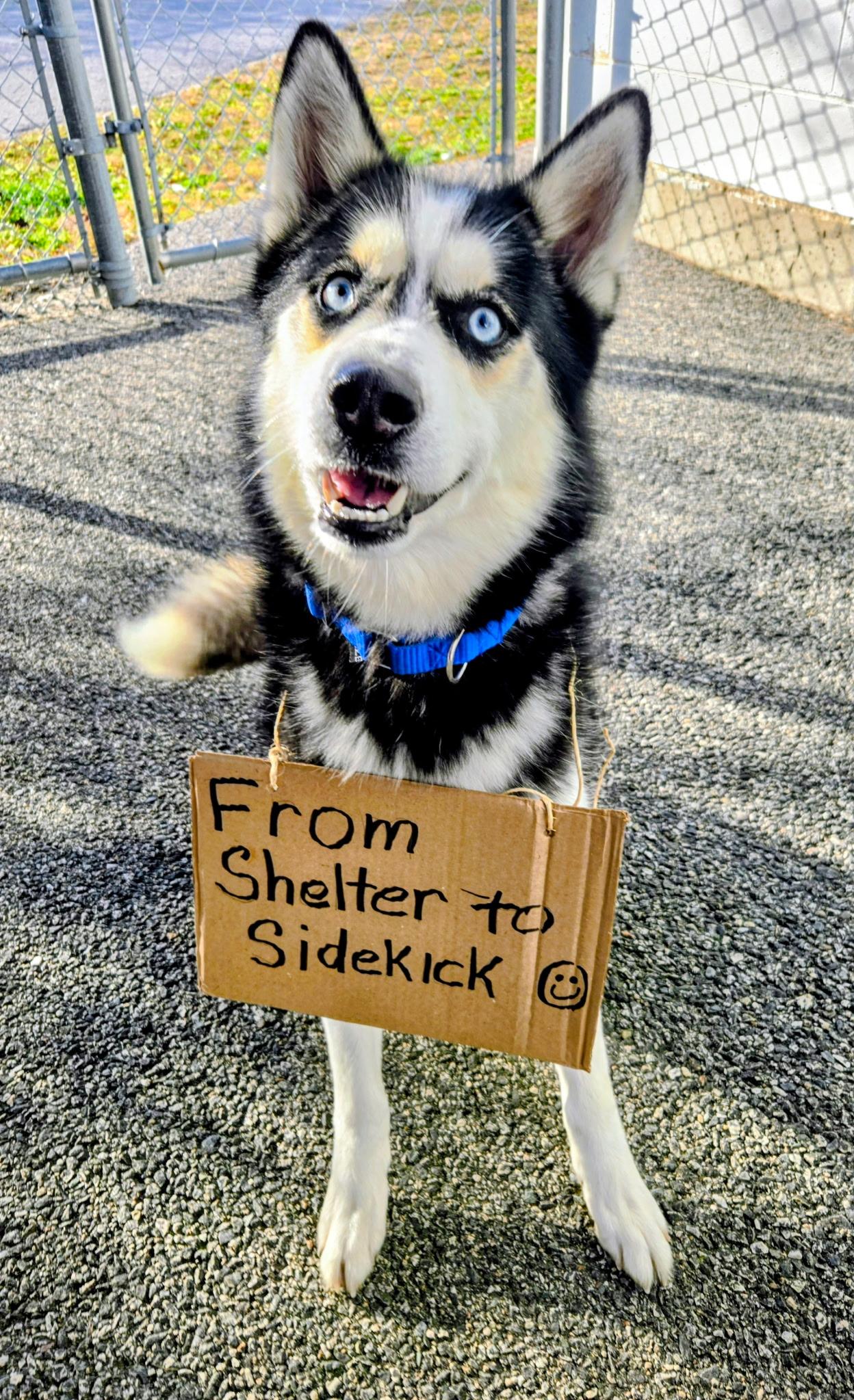 Jill, a Adoptable Husky in Providence, RI image 2/4