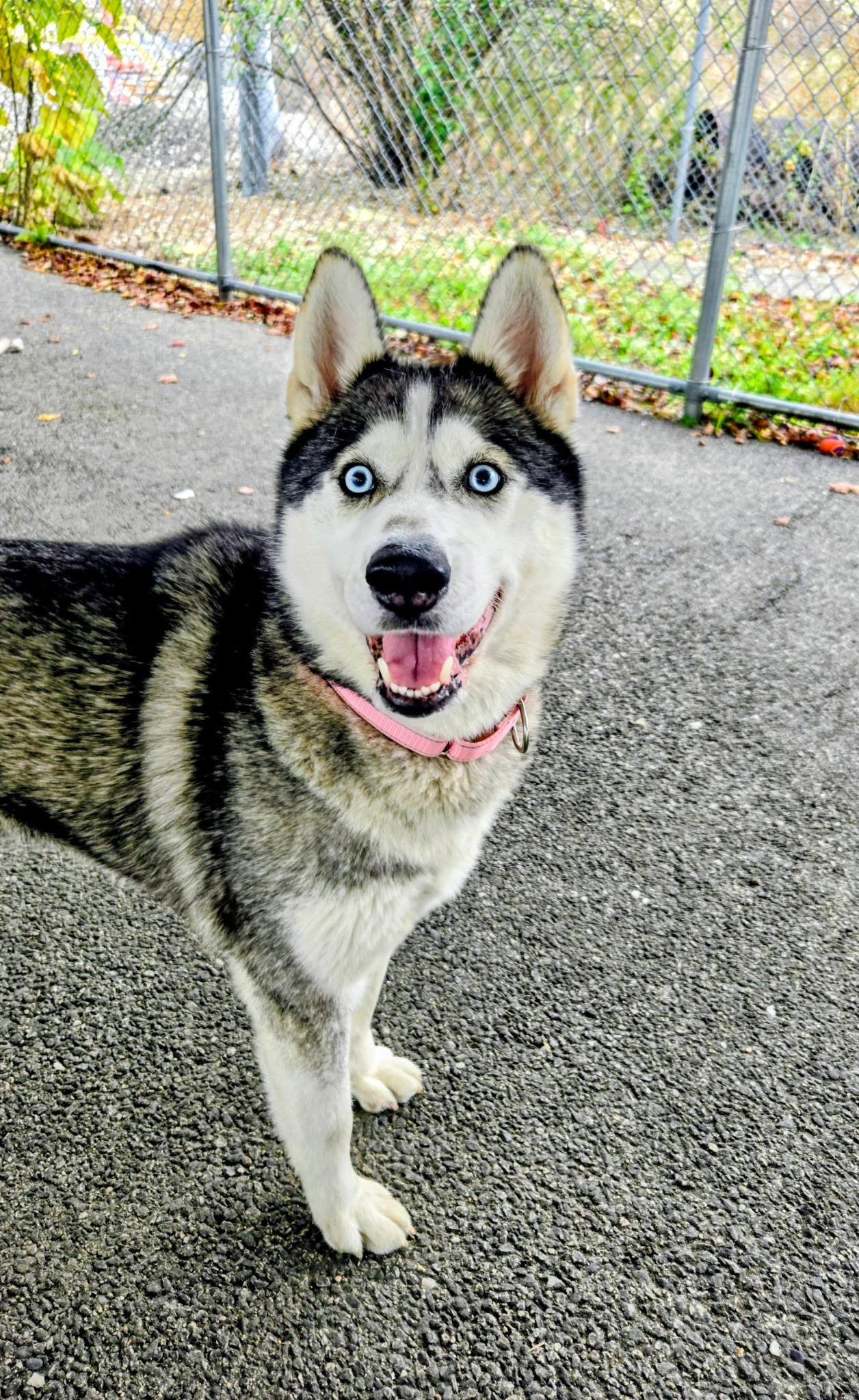 Jill, a Adoptable Husky in Providence, RI image 3/4