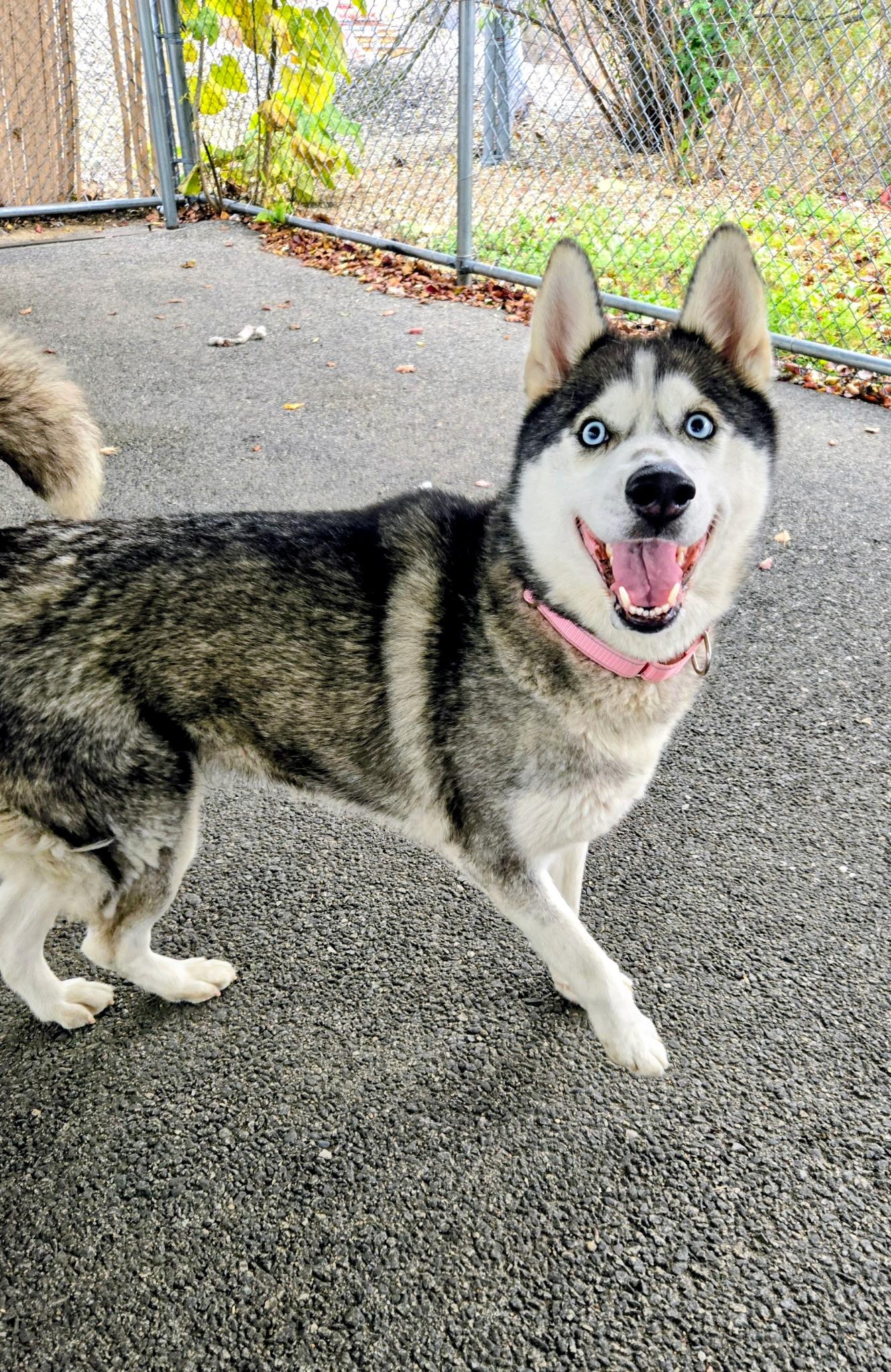 Jill, a Adoptable Husky in Providence, RI image 4/4