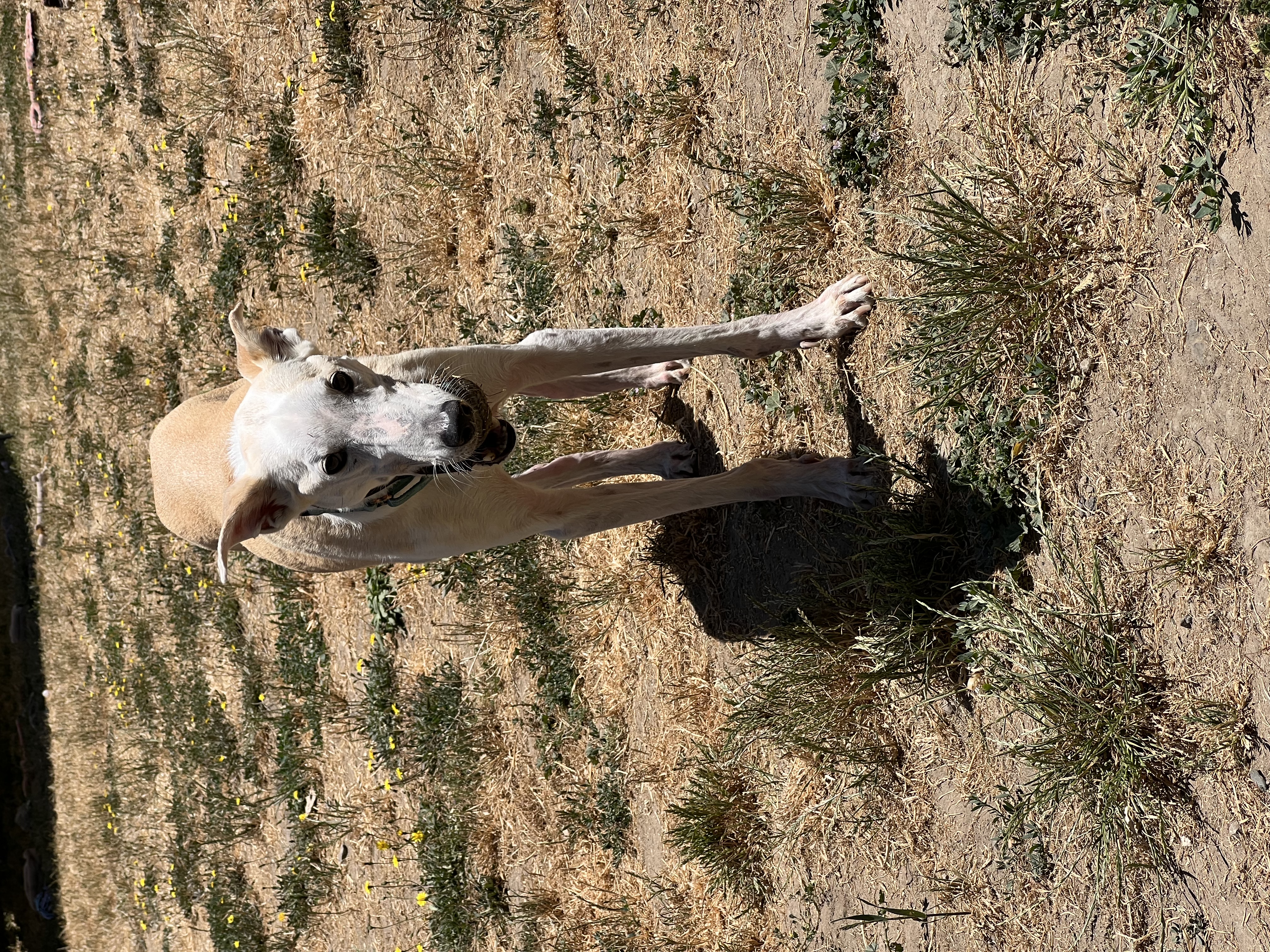 Sam, Adopted, Adult Male Labrador Retriever & Greyhound.