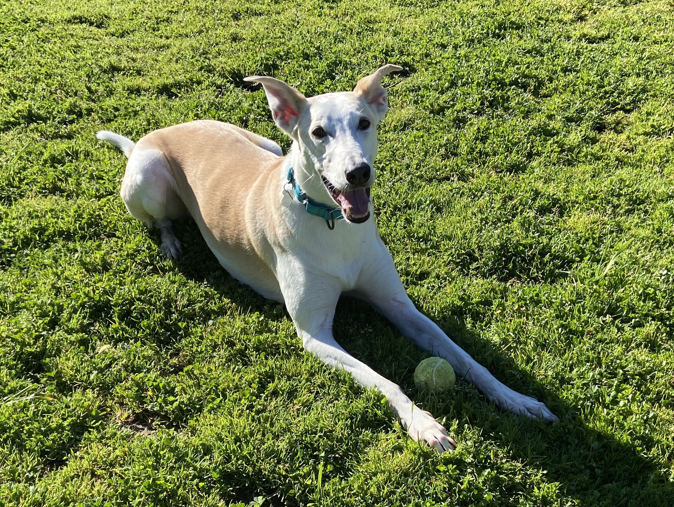 Sam, a Adopted mixed breed in Santa Rosa, CA image 2/2