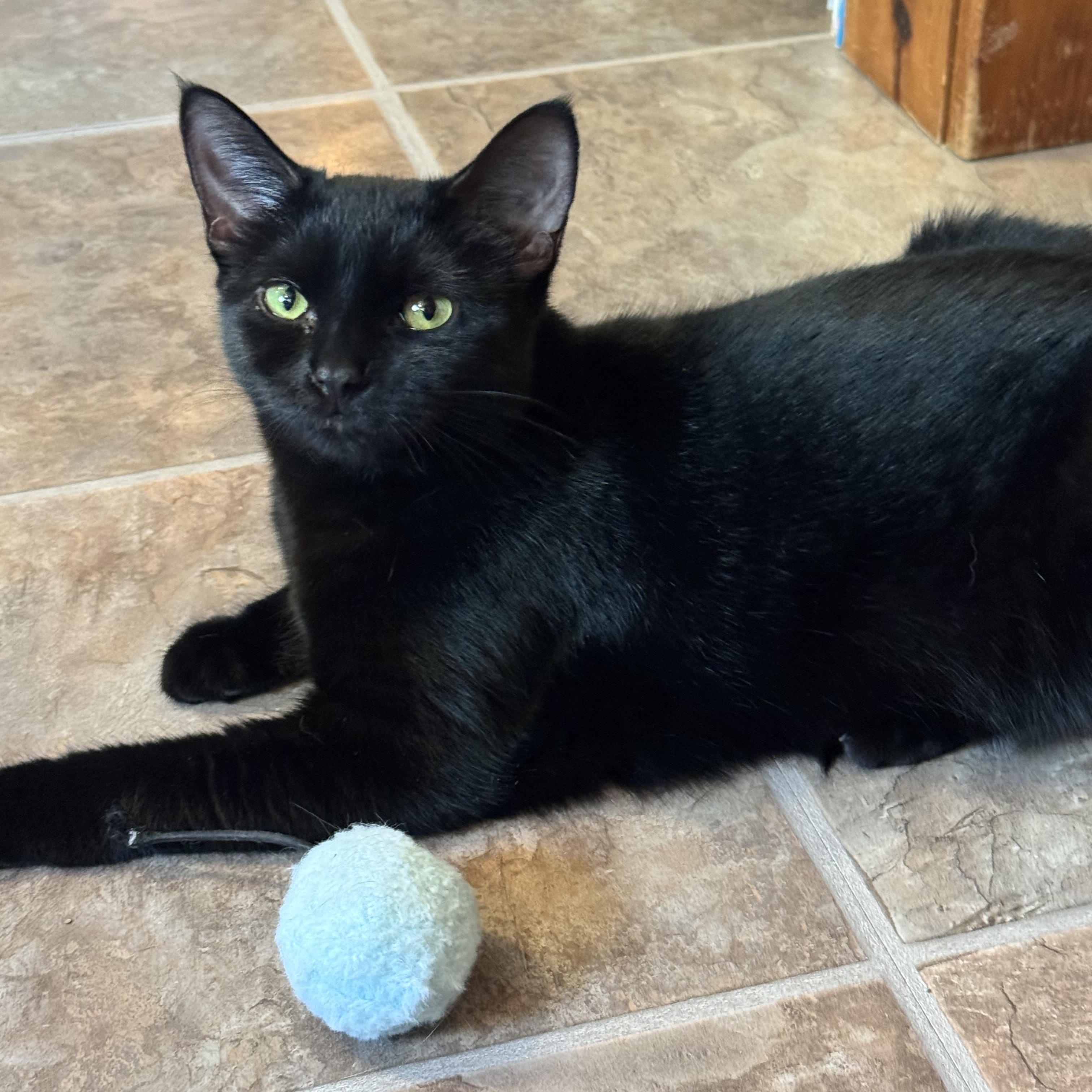 Lucille, a Adoptable Domestic Short Hair in East Amherst, NY image 1/3