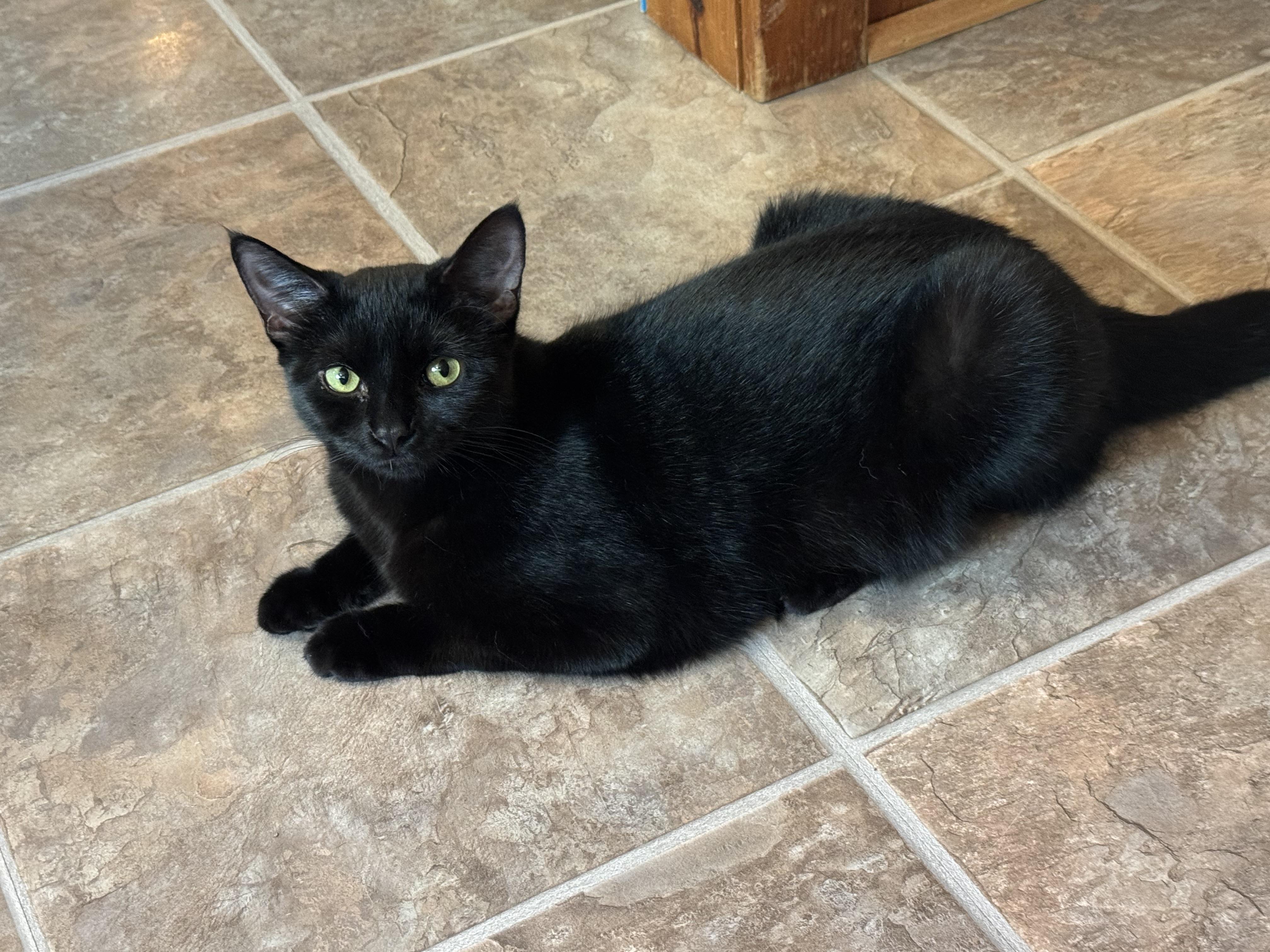 Lucille, a Adoptable Domestic Short Hair in East Amherst, NY image 2/3