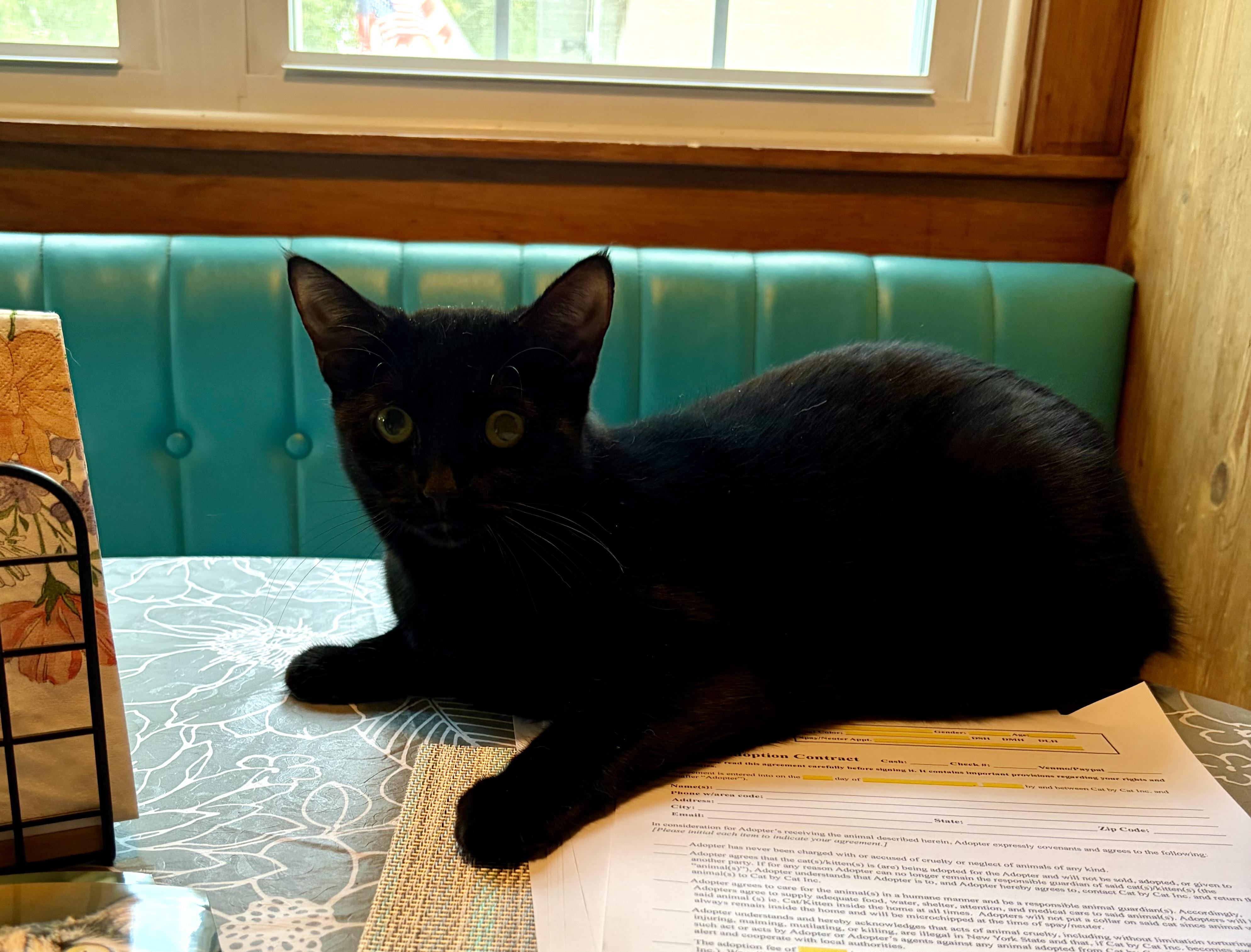 Lucille, a Adoptable Domestic Short Hair in East Amherst, NY image 3/3