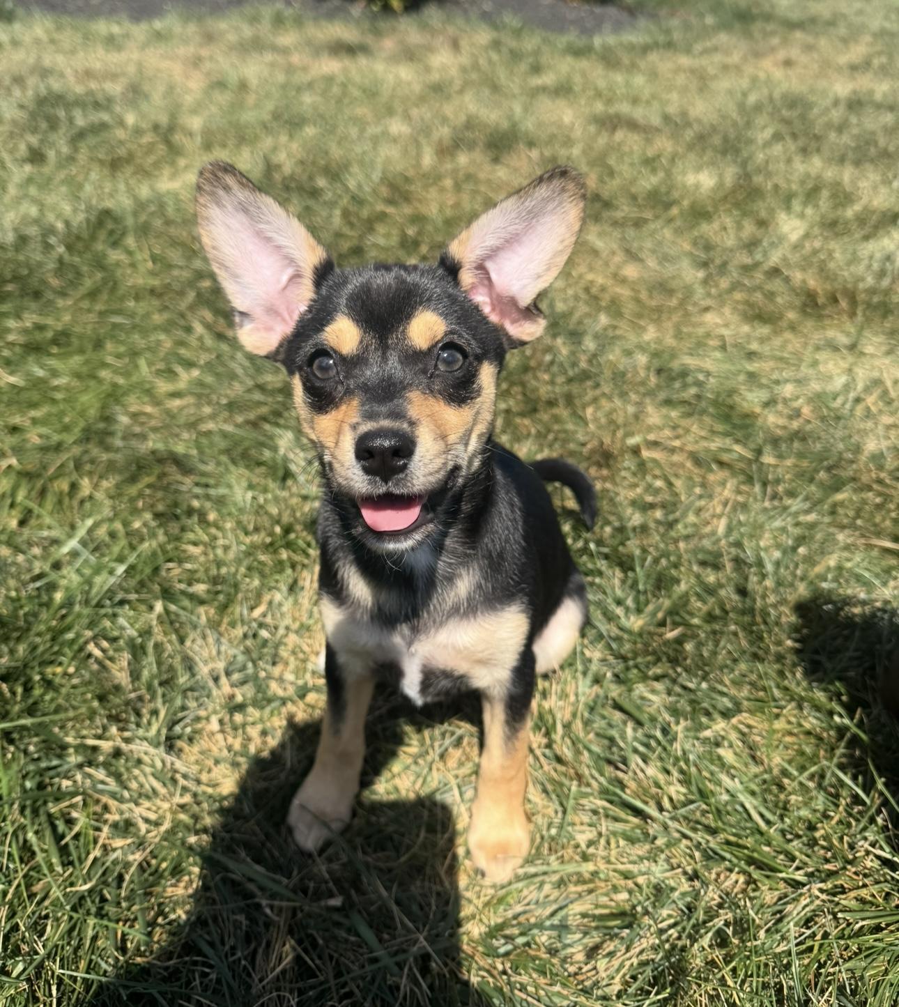 Jelly, adopted, Young Female Toy Fox Terrier & Chihuahua.